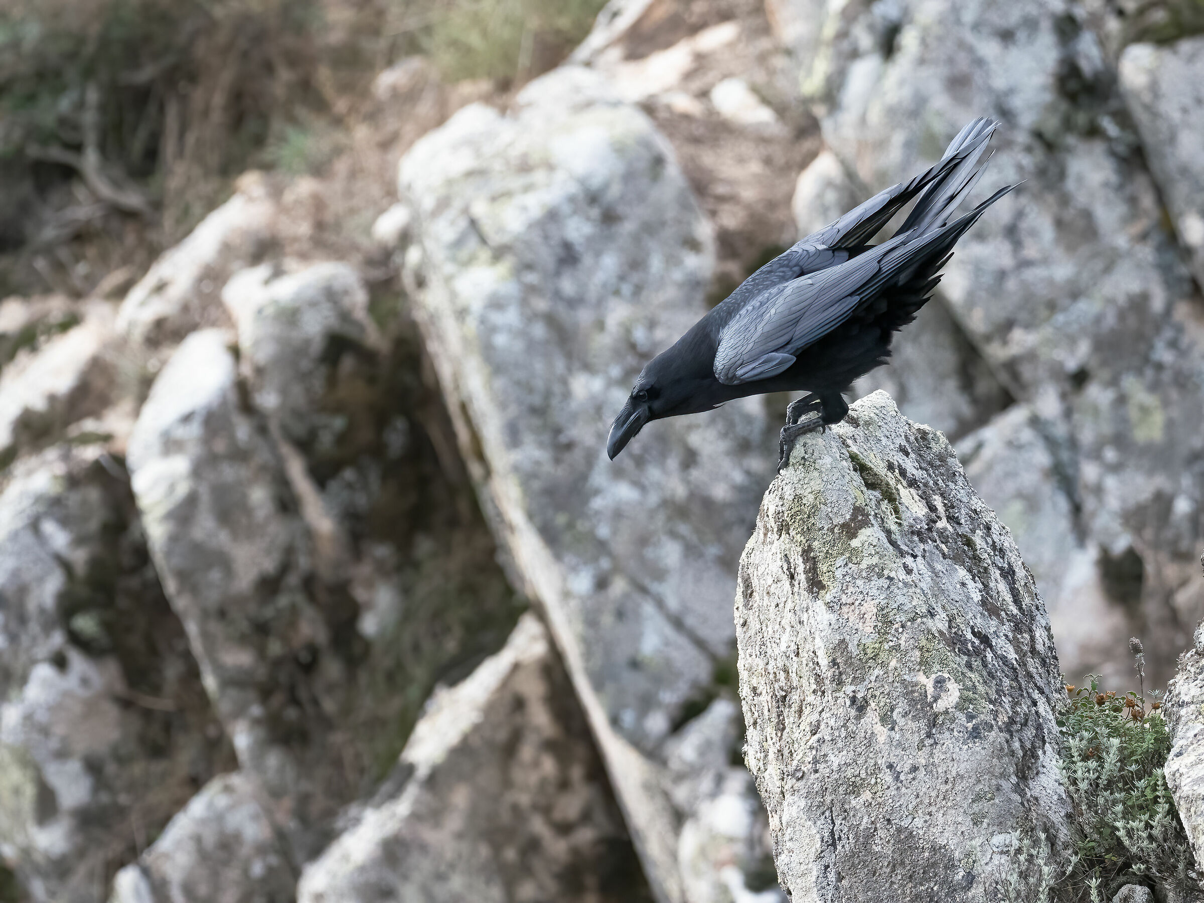 le sfumature di nero del corvo imperiale
