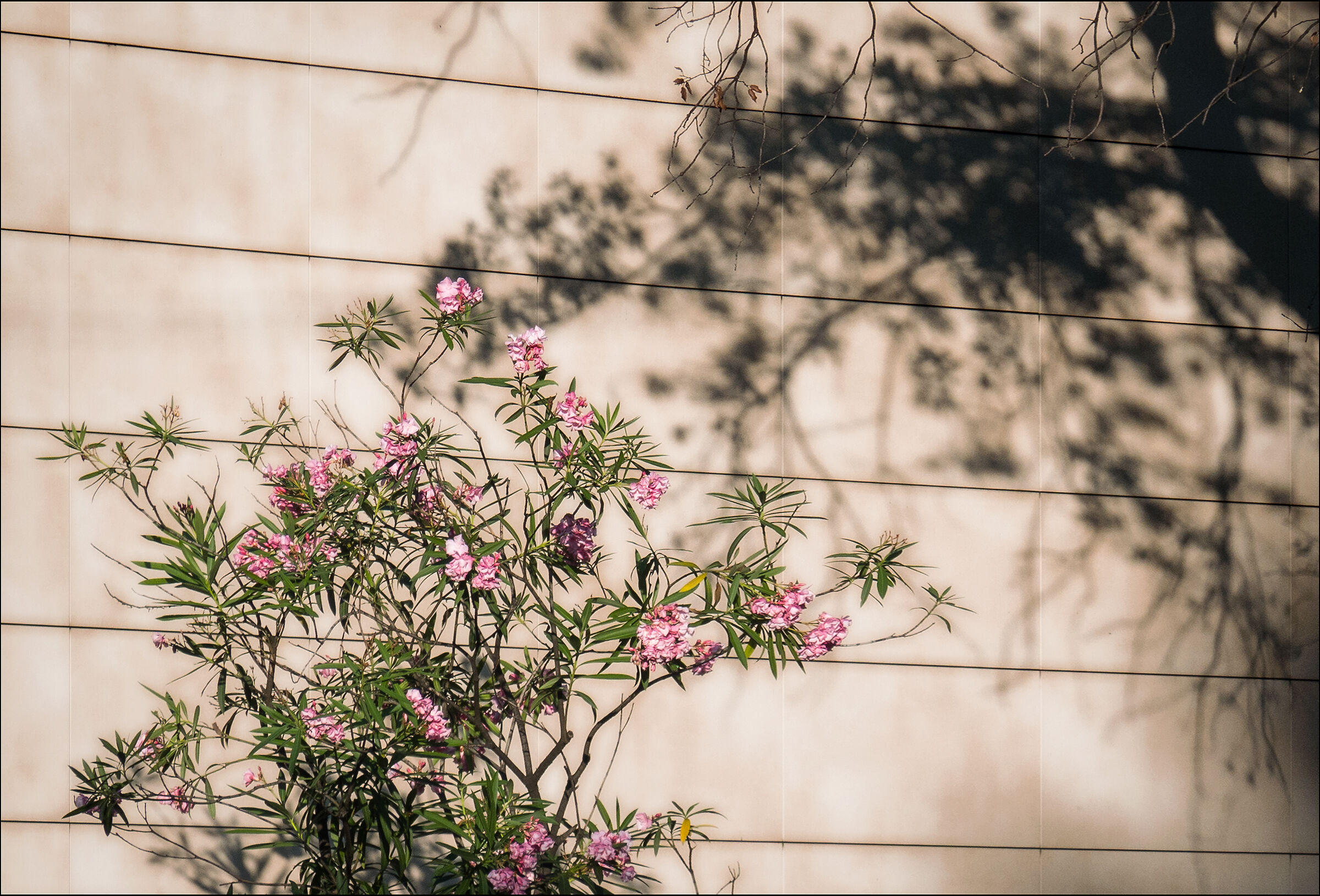 Dance me to the end of love