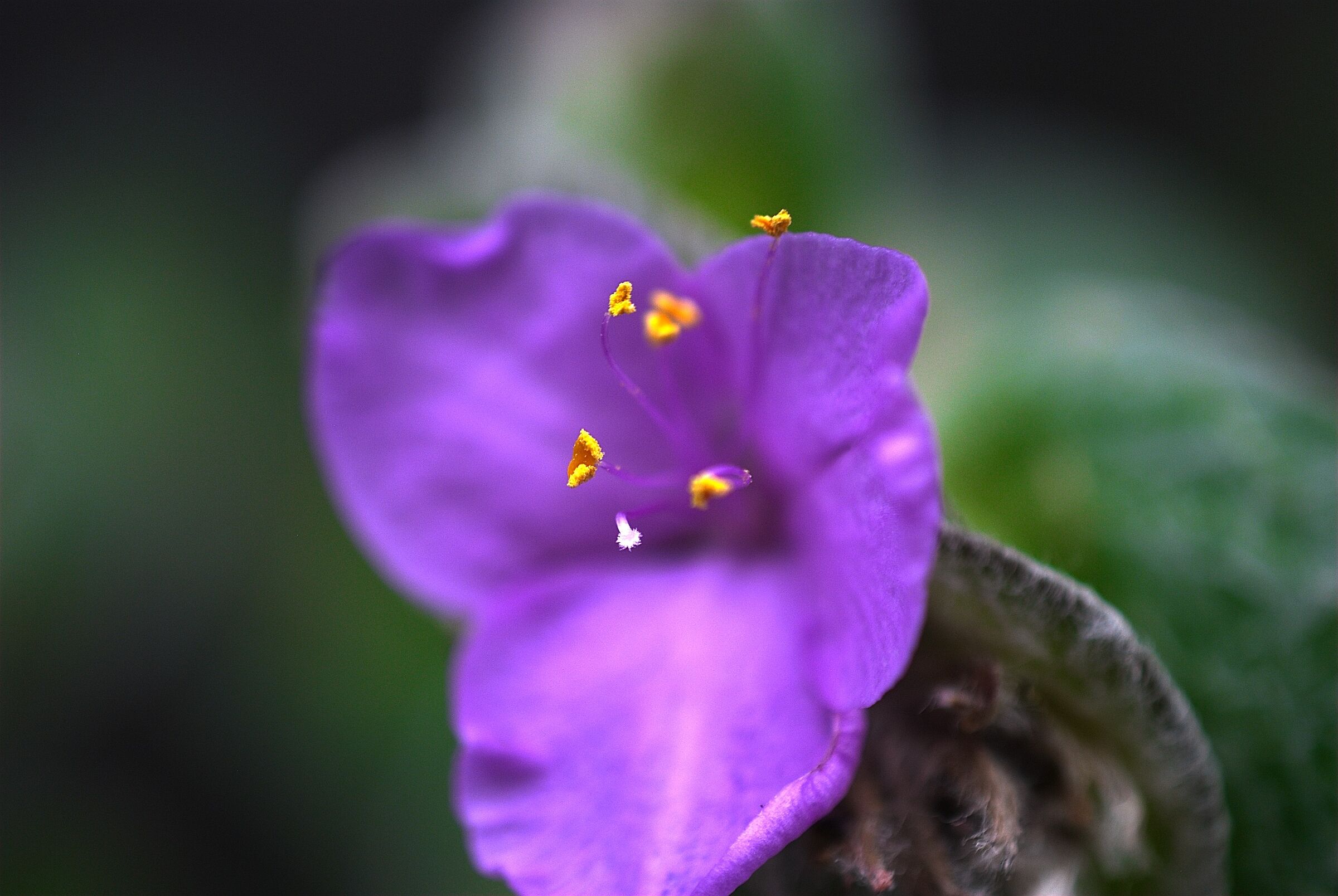 Tradescandia sillamontana