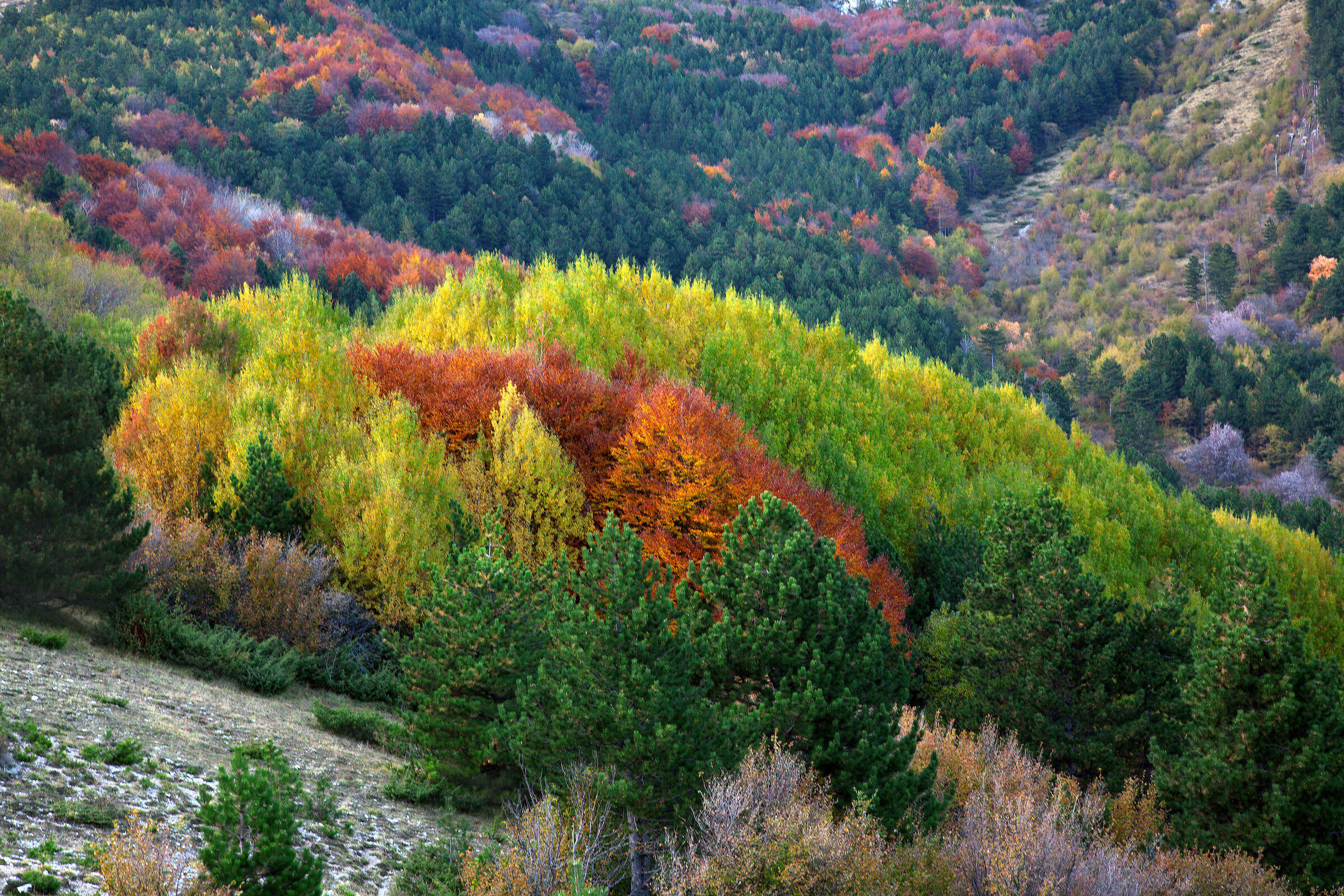 Autumn Colors