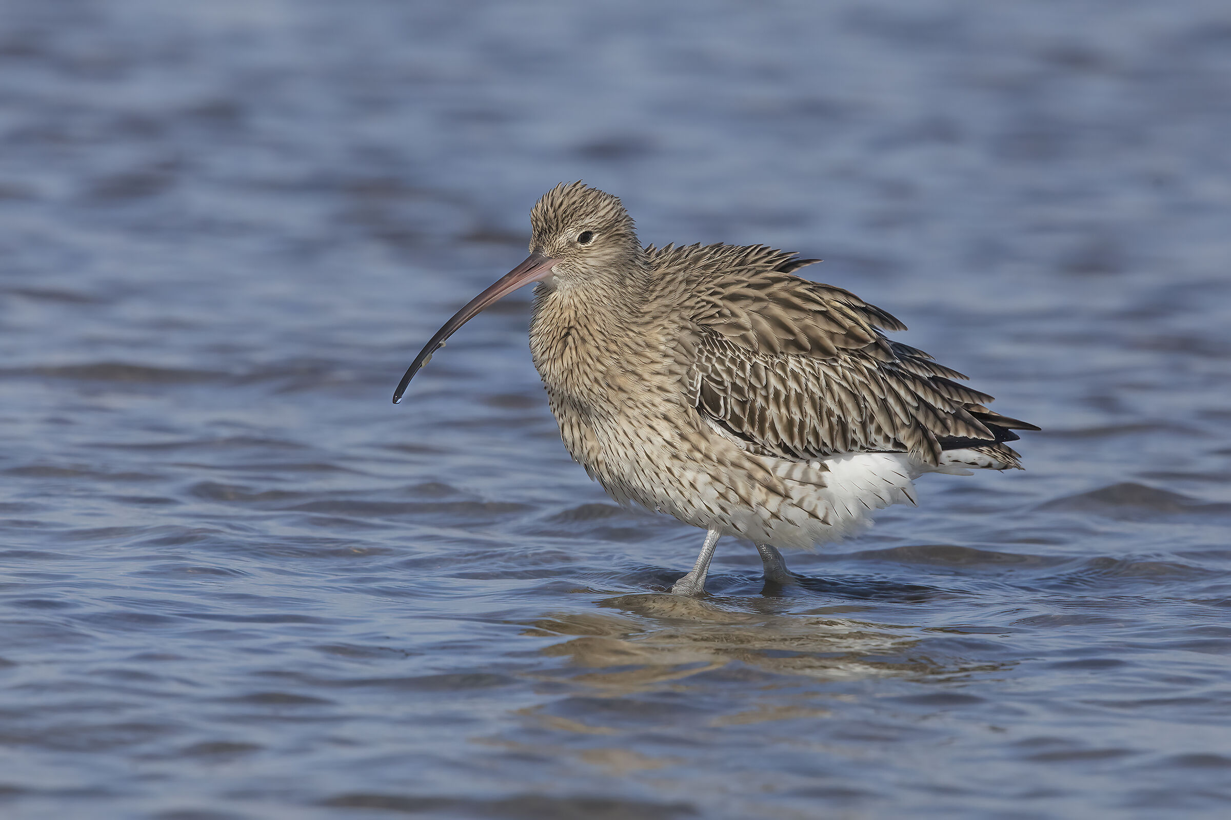 Curlew