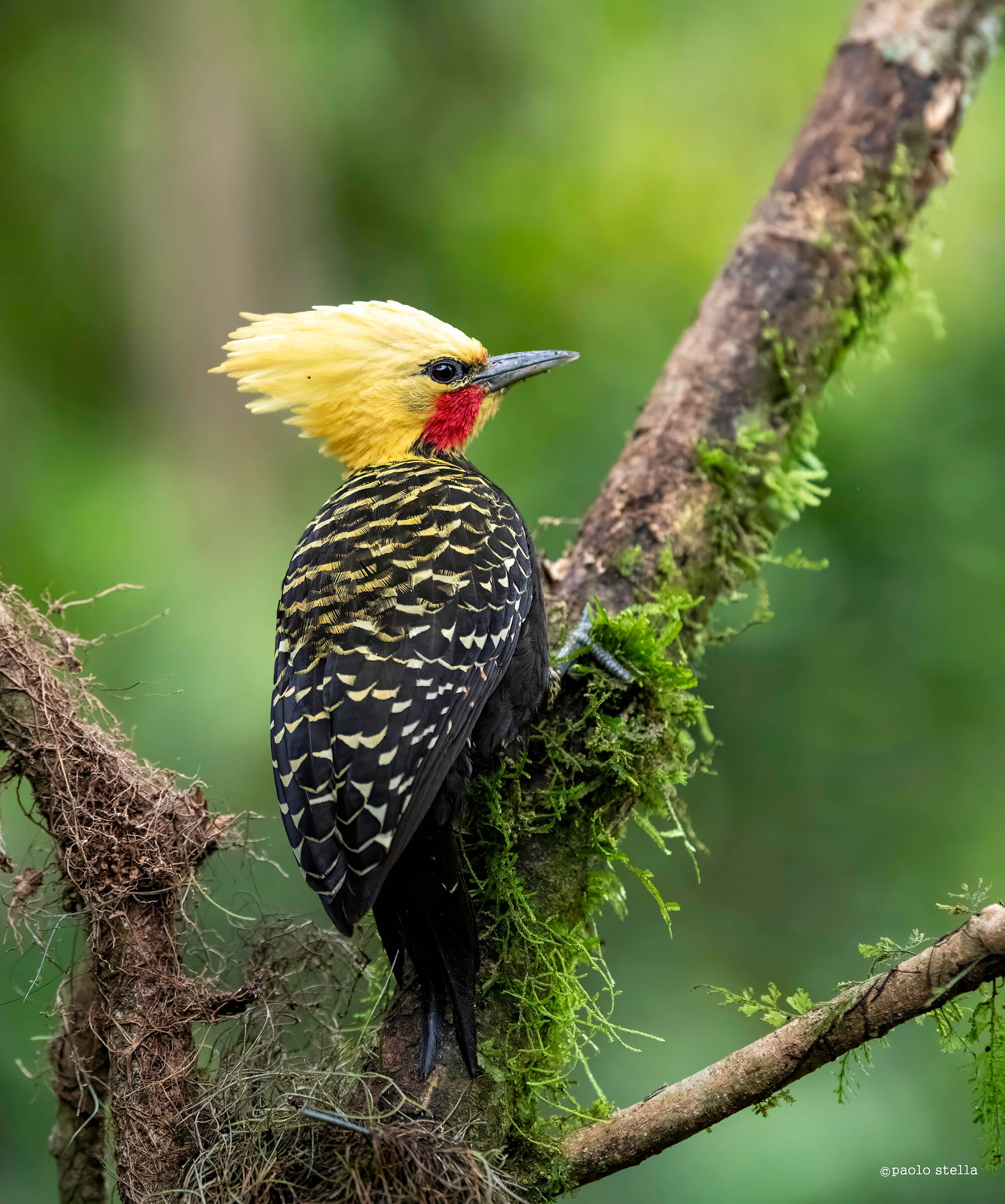 Male Celeus flavescens