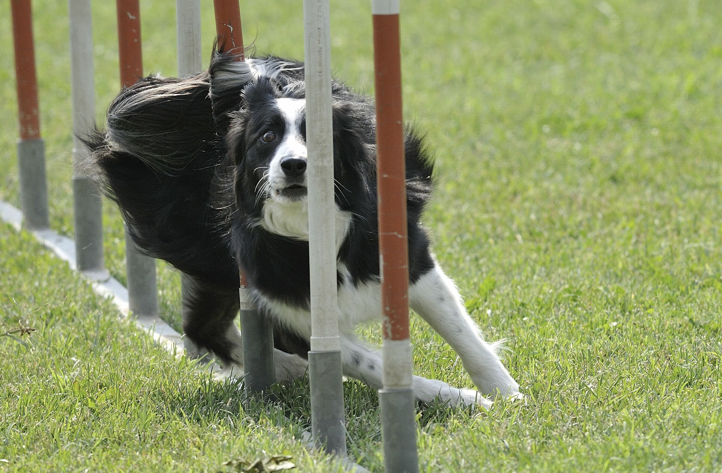 Un ricordo della  mia Angie in azione