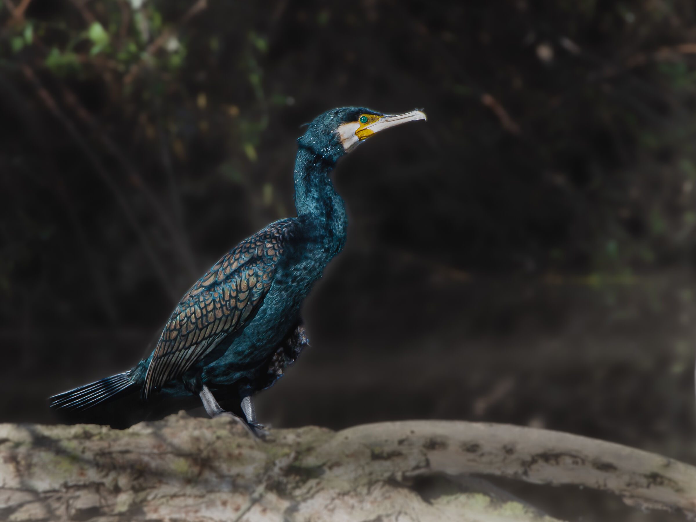 Cormorano