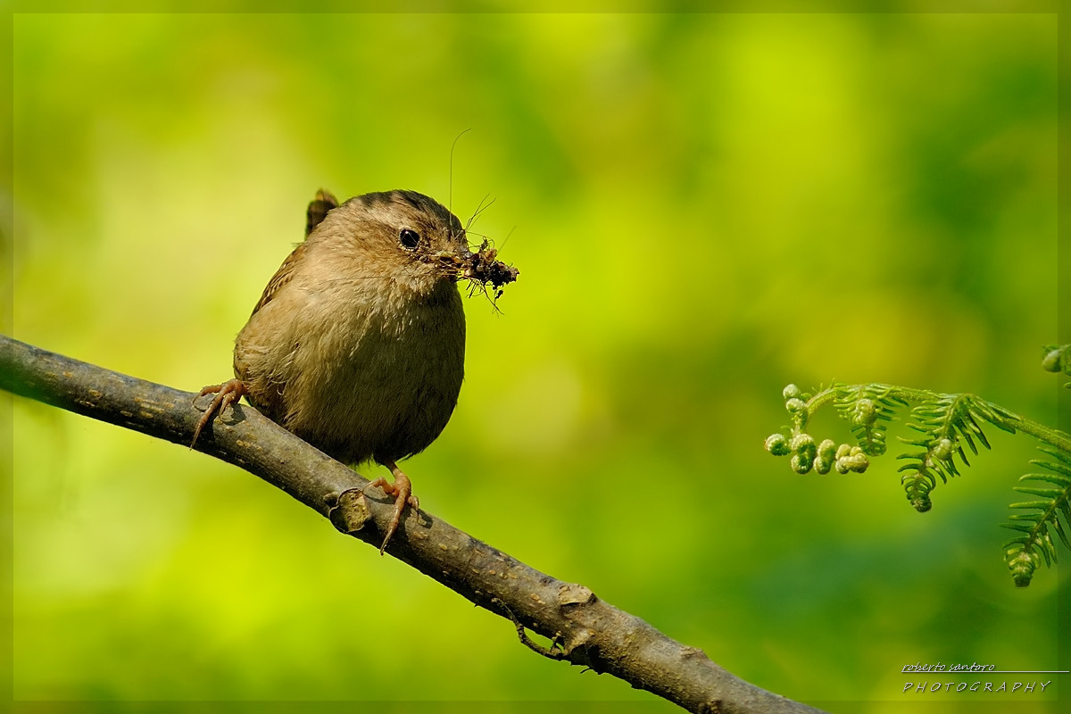 Wren