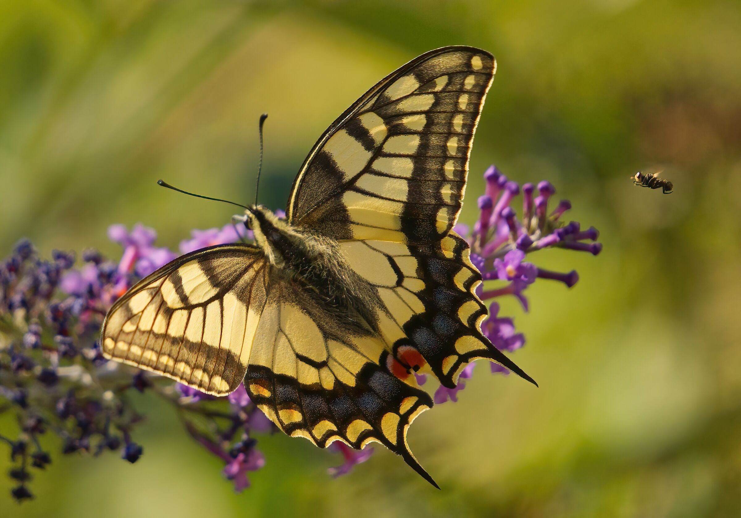 Il macaone e il piccoletto