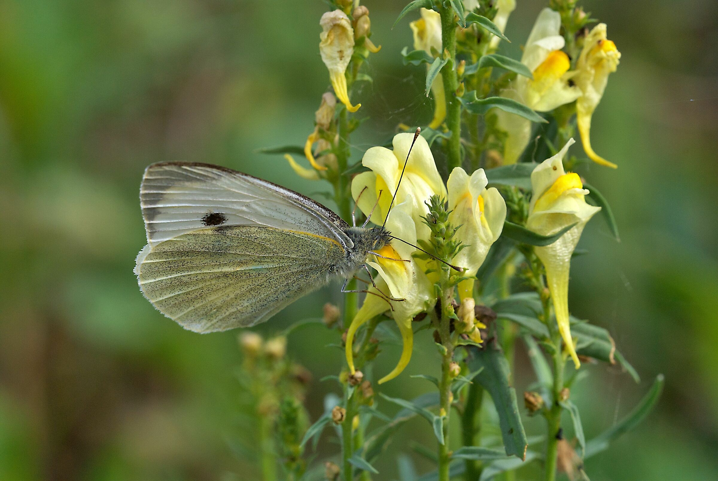 First Butterfly photographed
