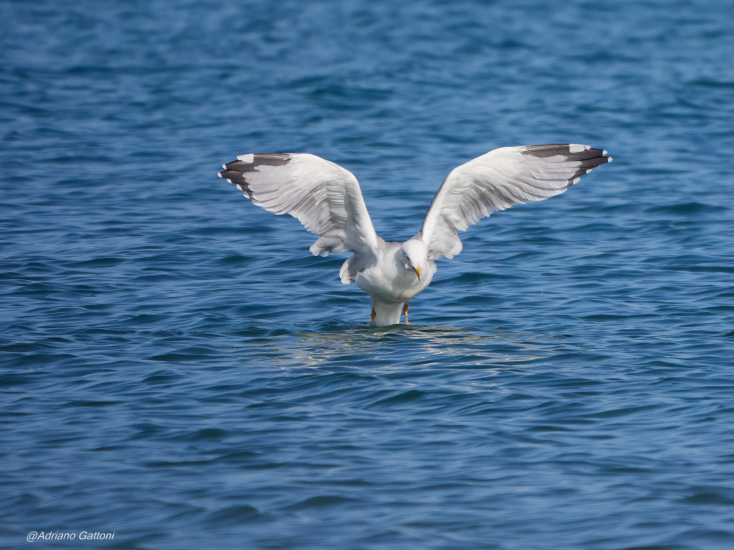 pronti all'ammaraggio