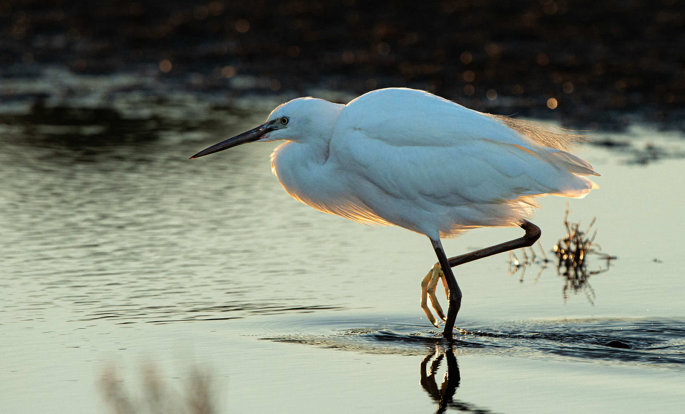 Egret