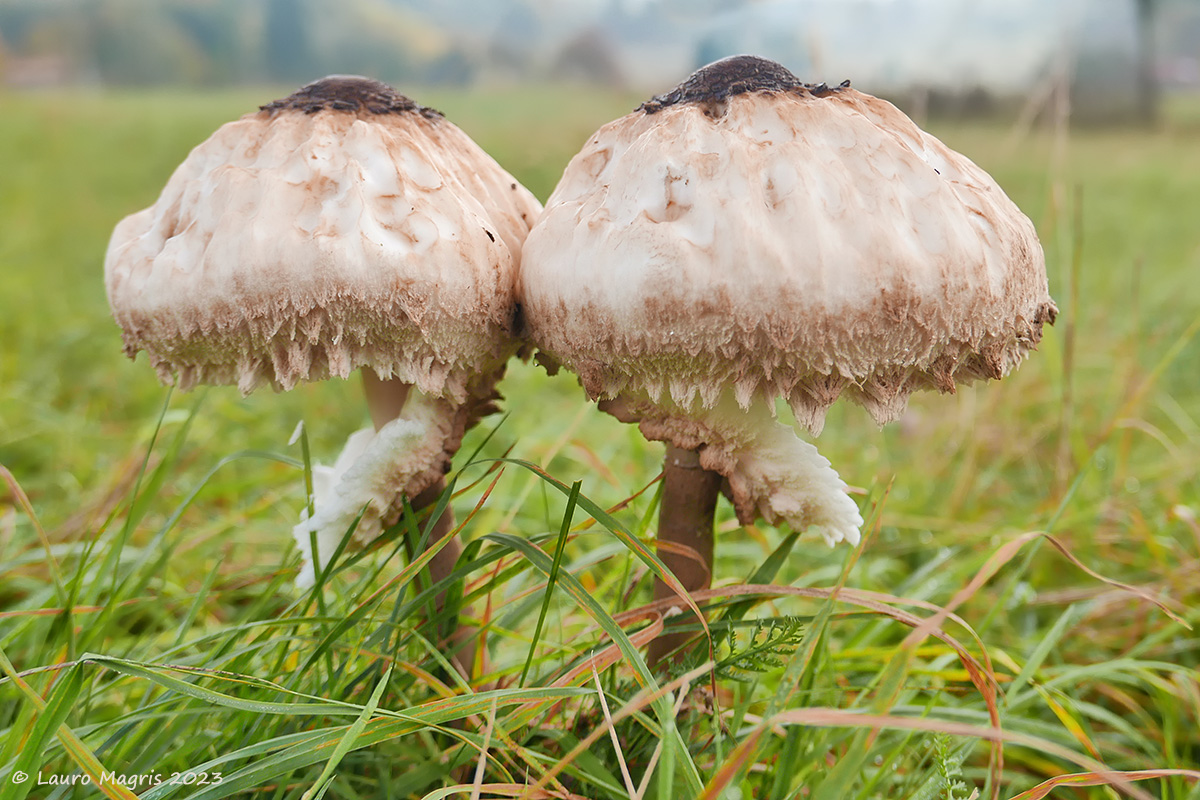 Quasi-mirror symmetry