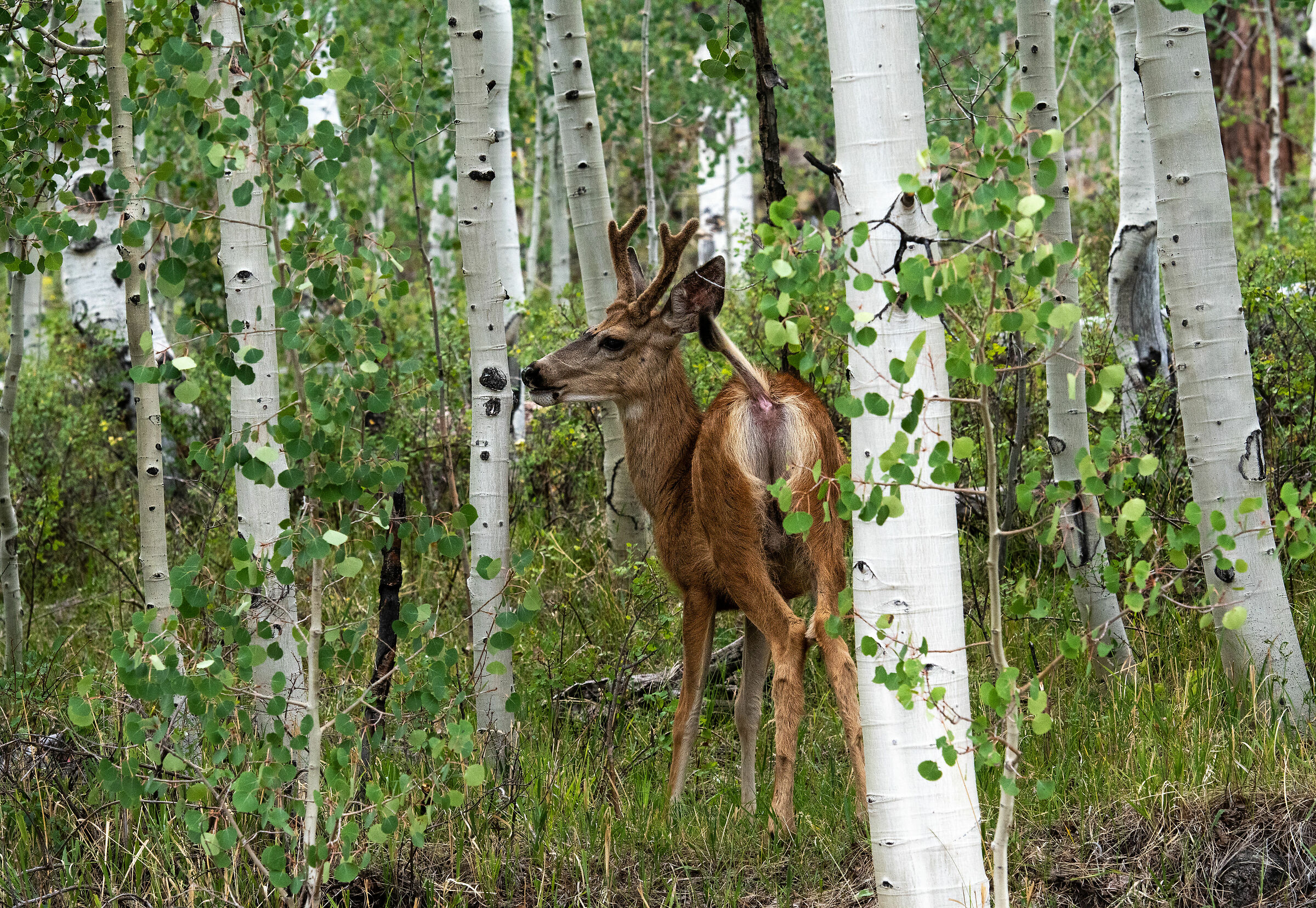 Moose (Bryce Canyon)