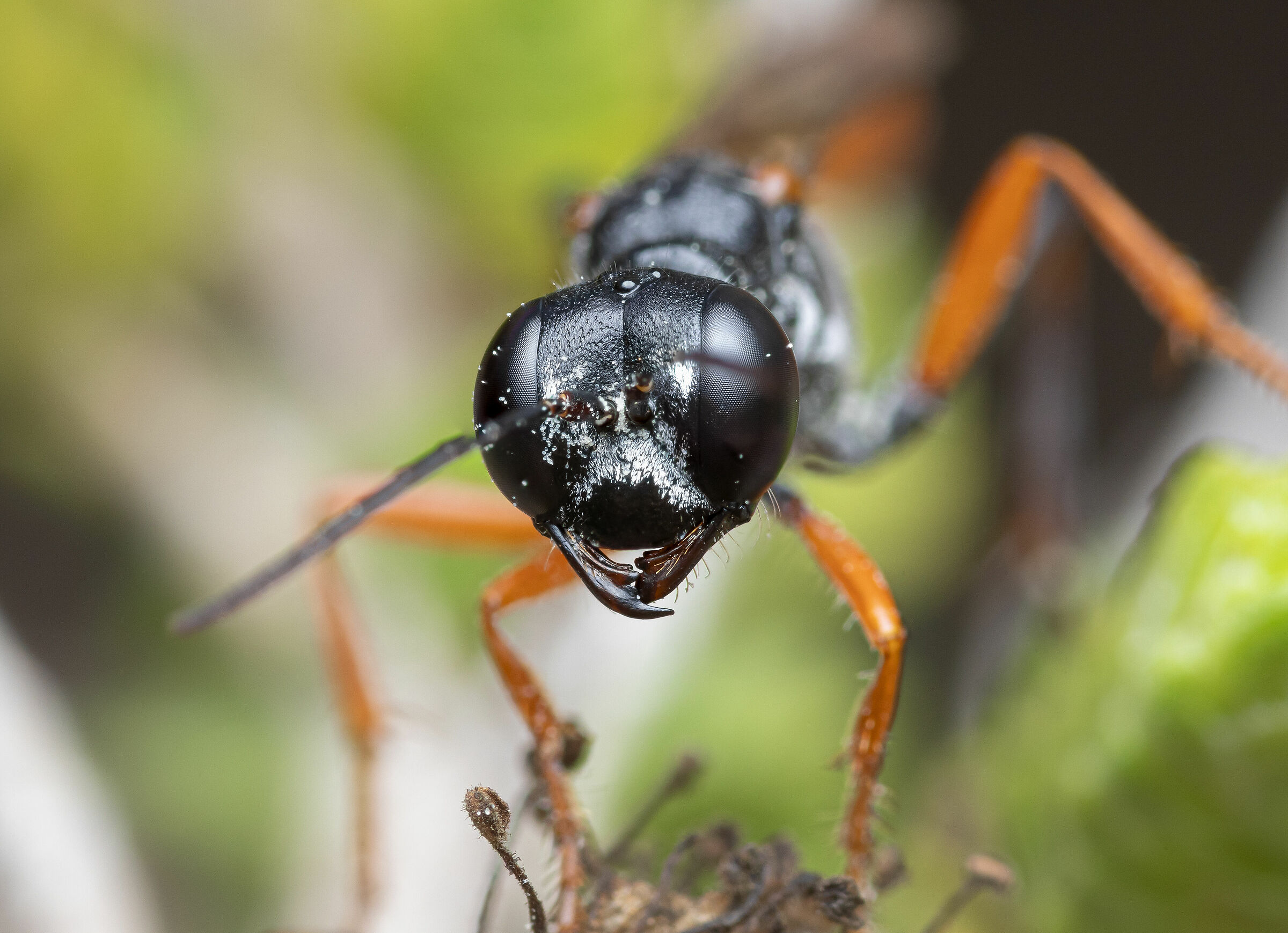 Sand wasp