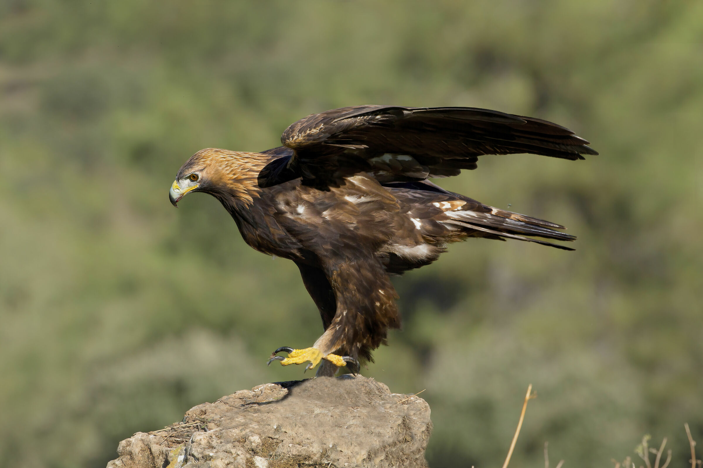 aquila reale incerta sul posatoio