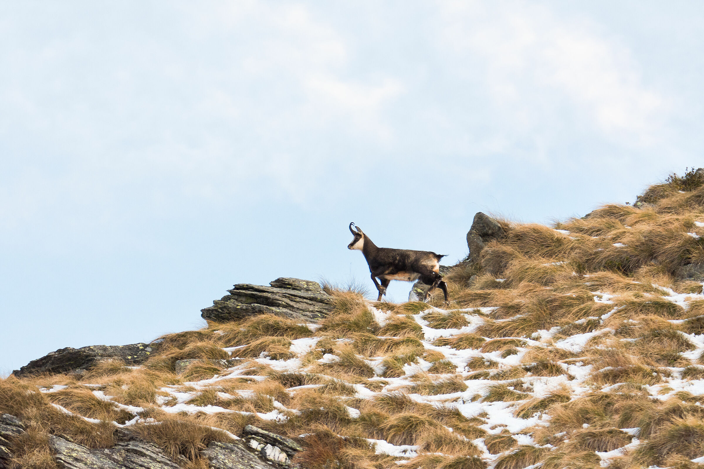 Camoscio alle prima luci del mattino