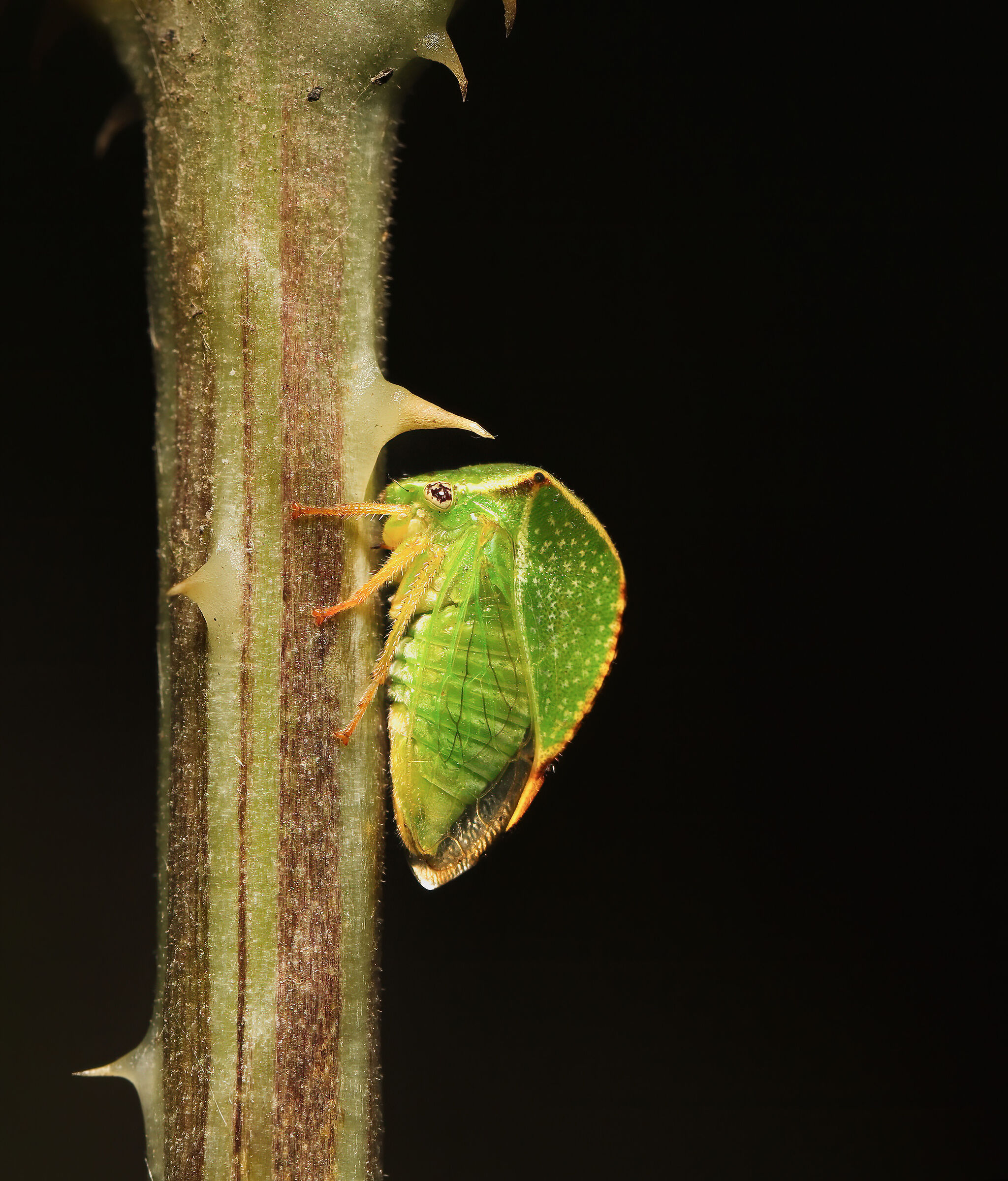 Cicadella bisonte