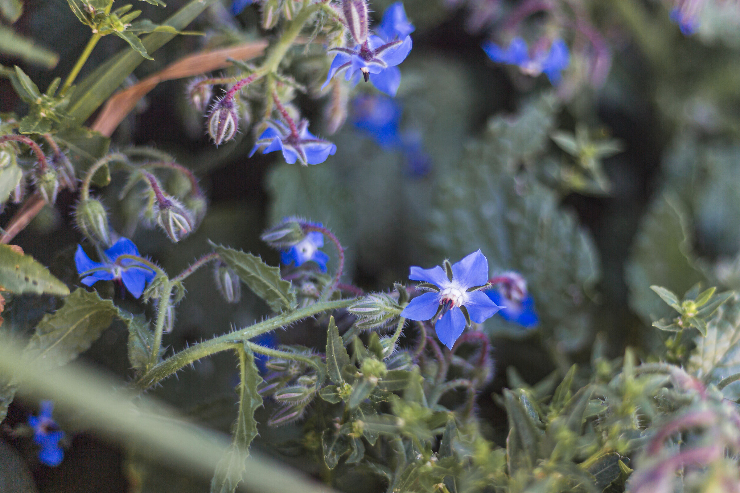 fiore di borraggine