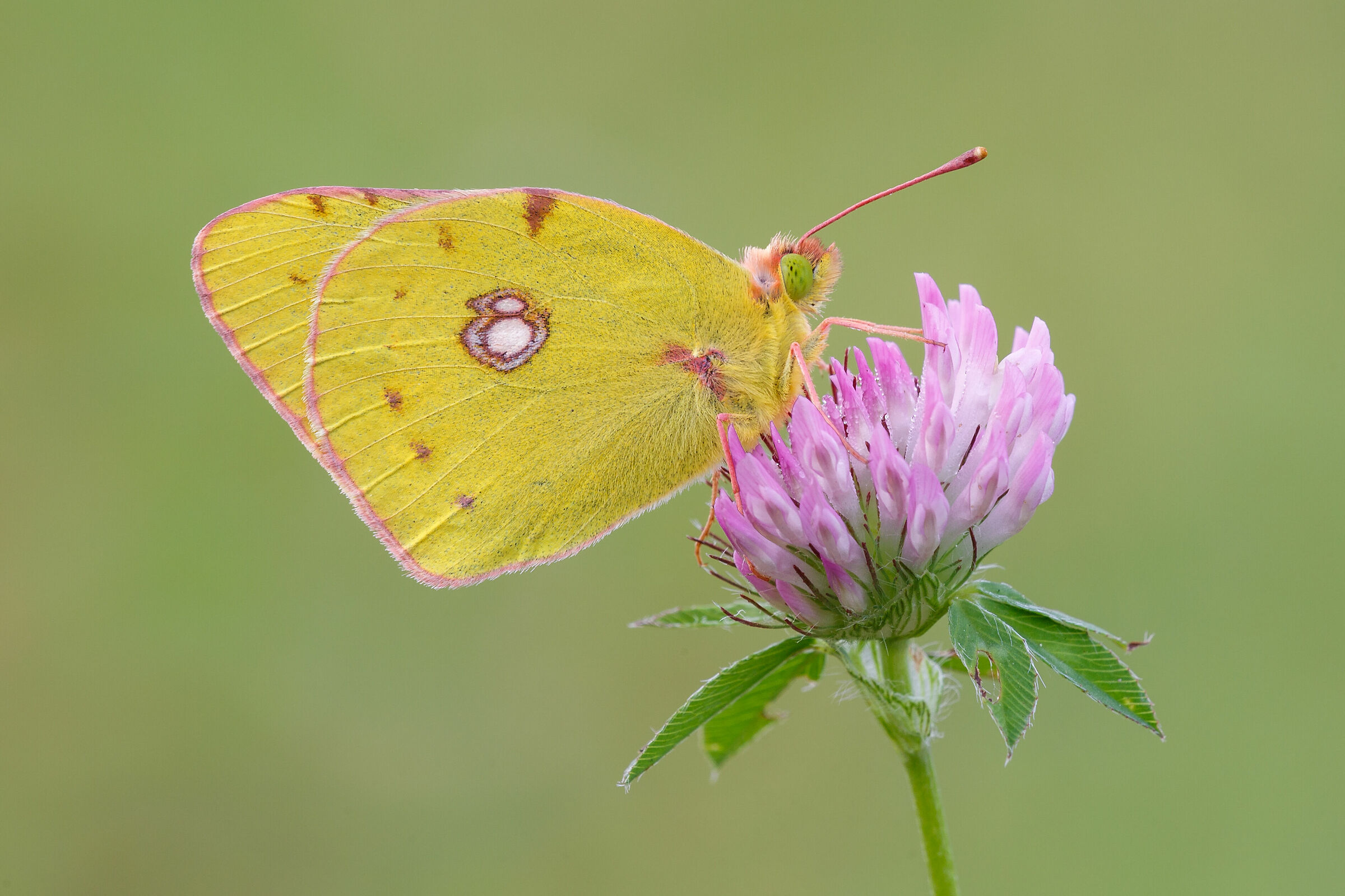 Colias crocea