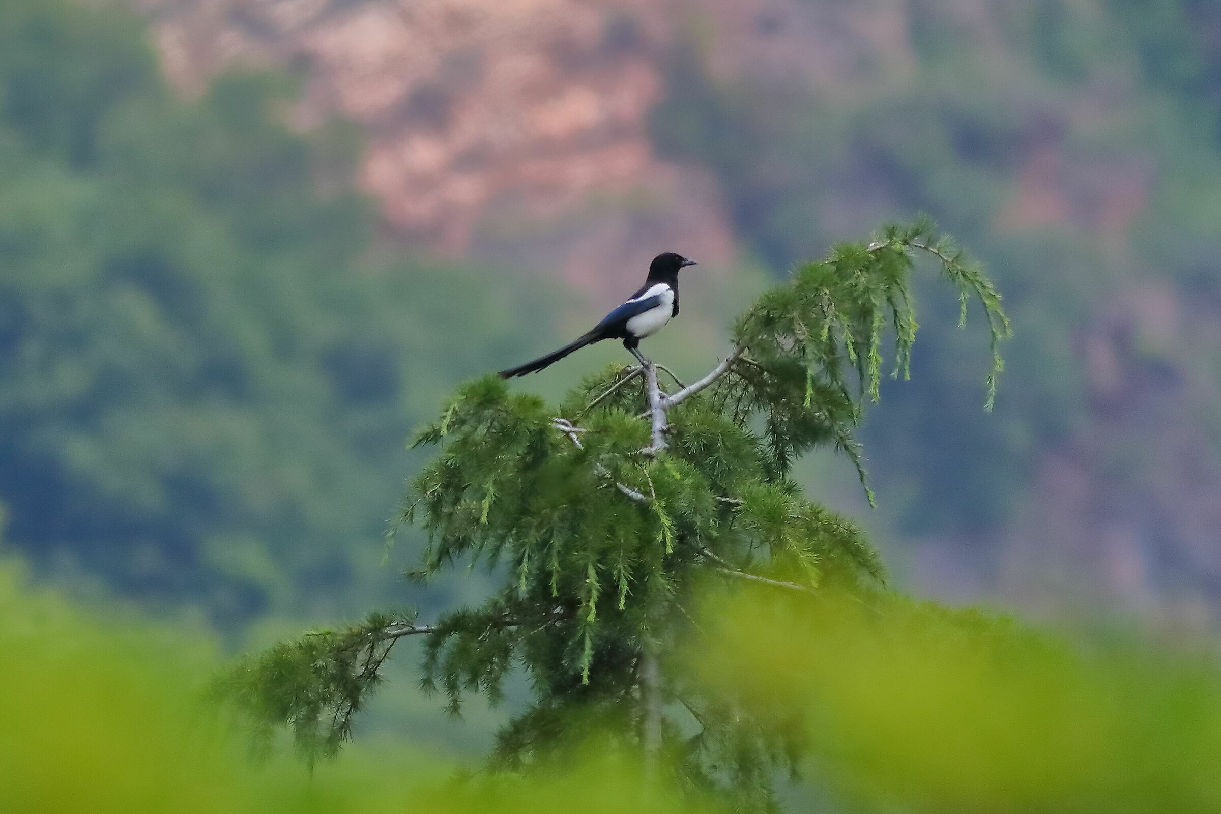 Magpie Thief 15-06-2023
