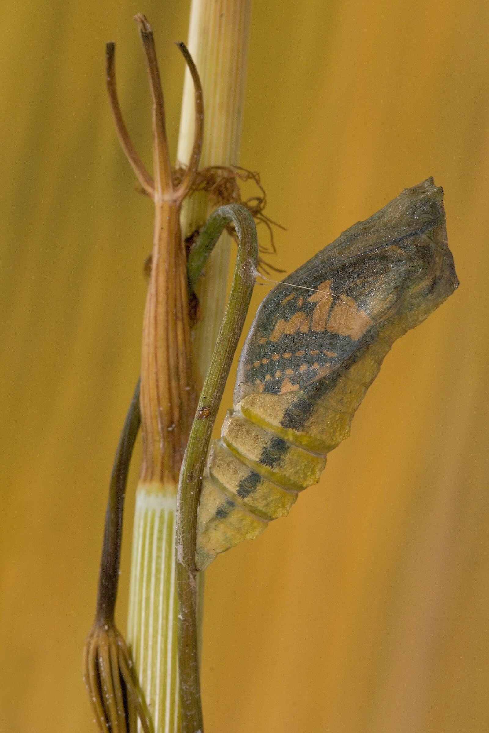 Papilio machaon