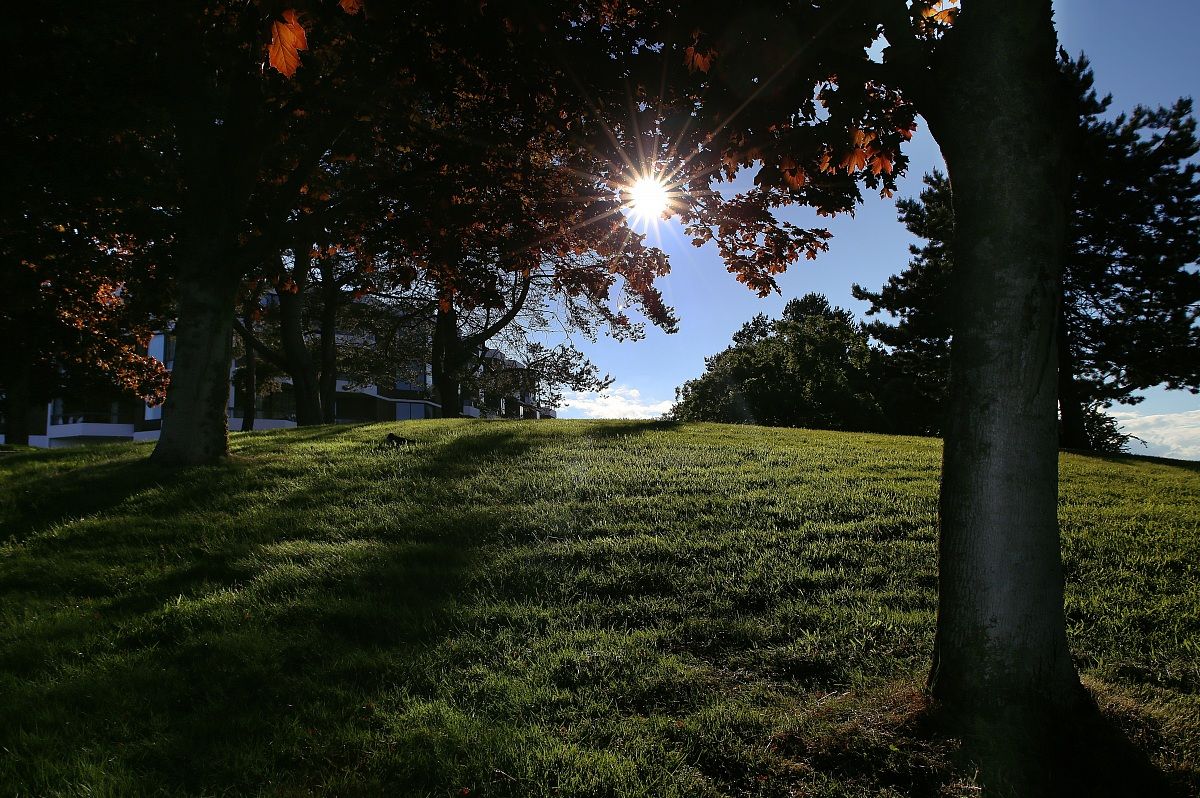 The sun seeping through the leaves