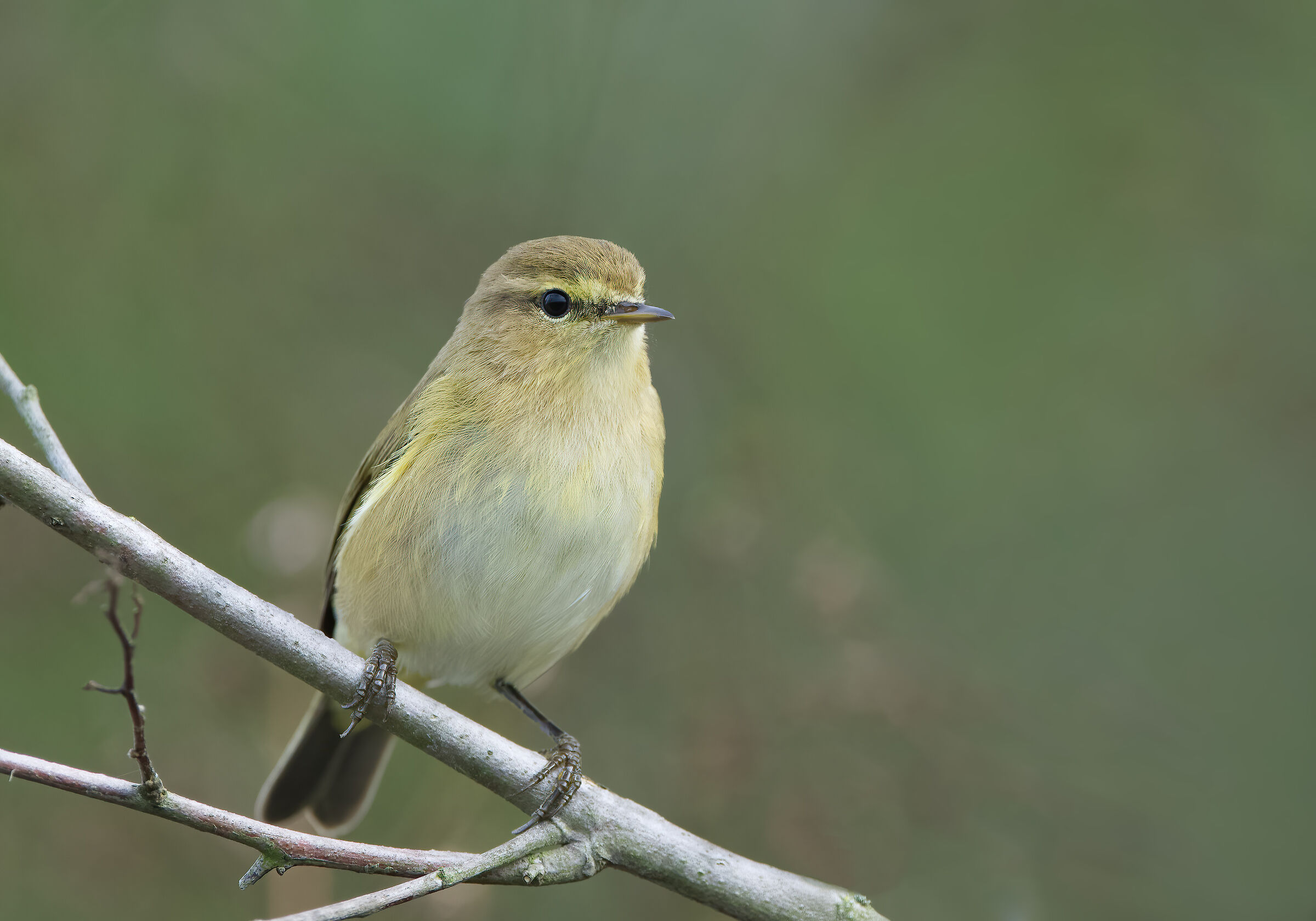 Little Warbler (Phylloscopus collybita)