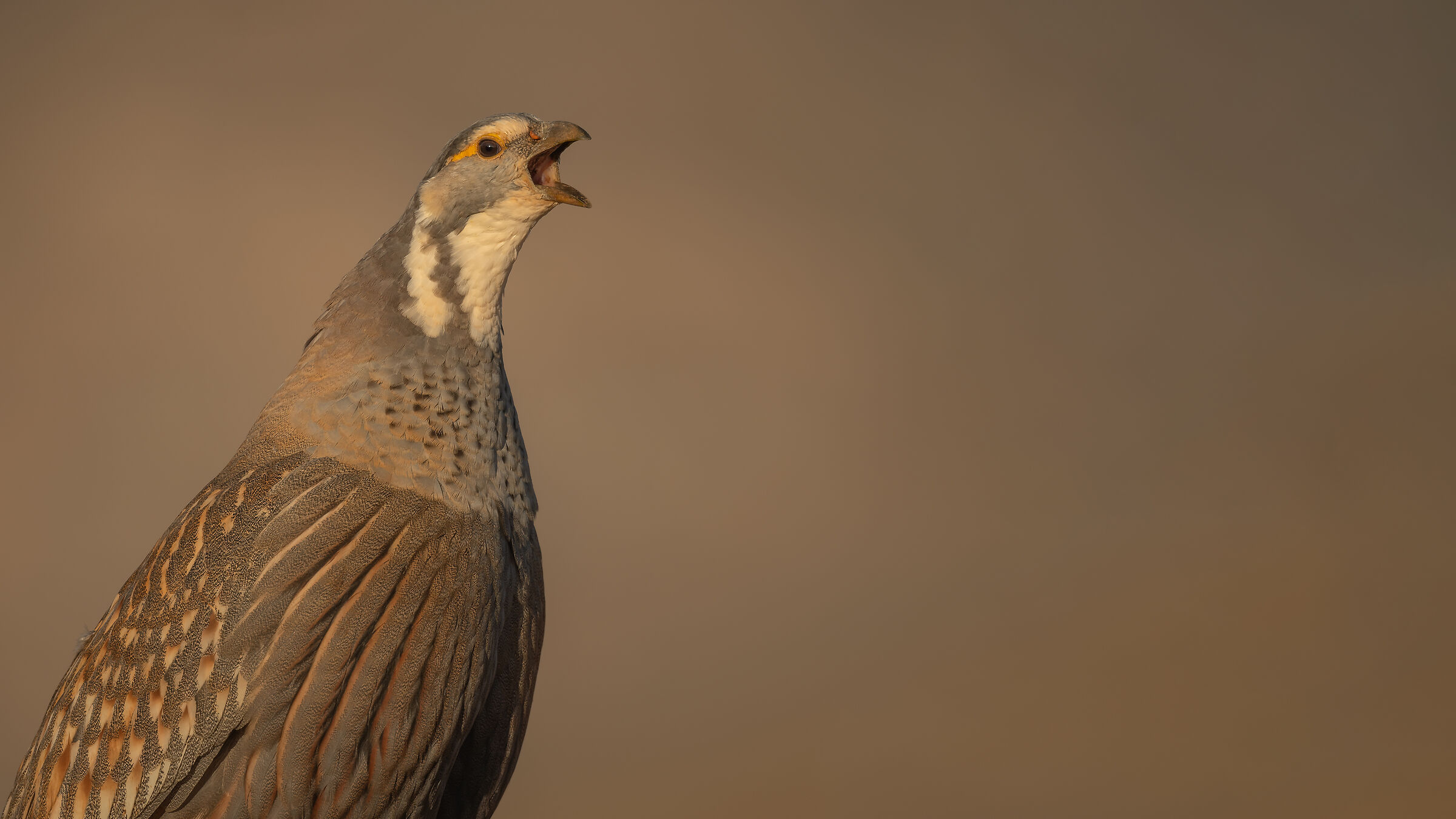 Urkeklik » Tetraogallus caspius » Becco delle ne...