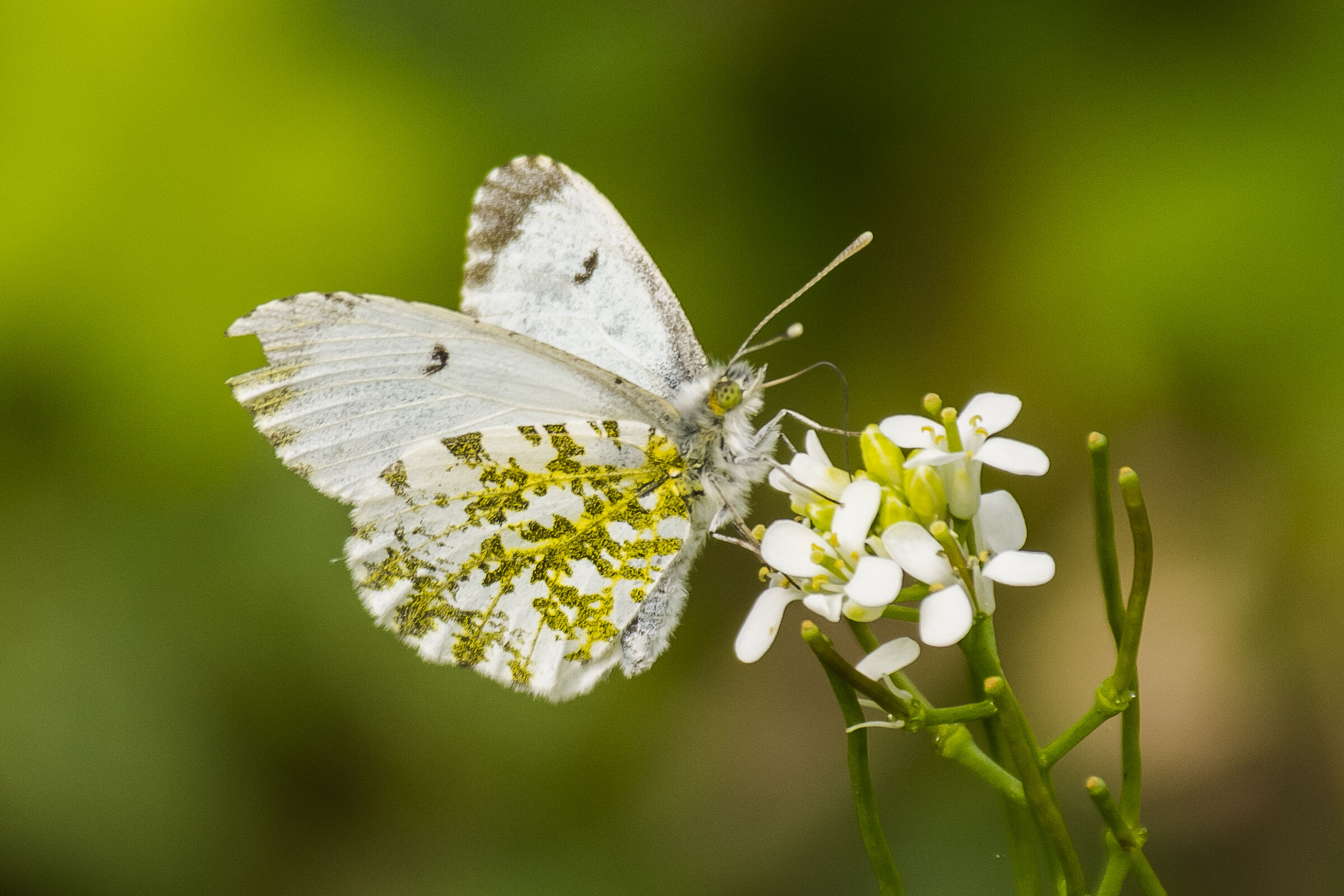 Euclhoe ausonia