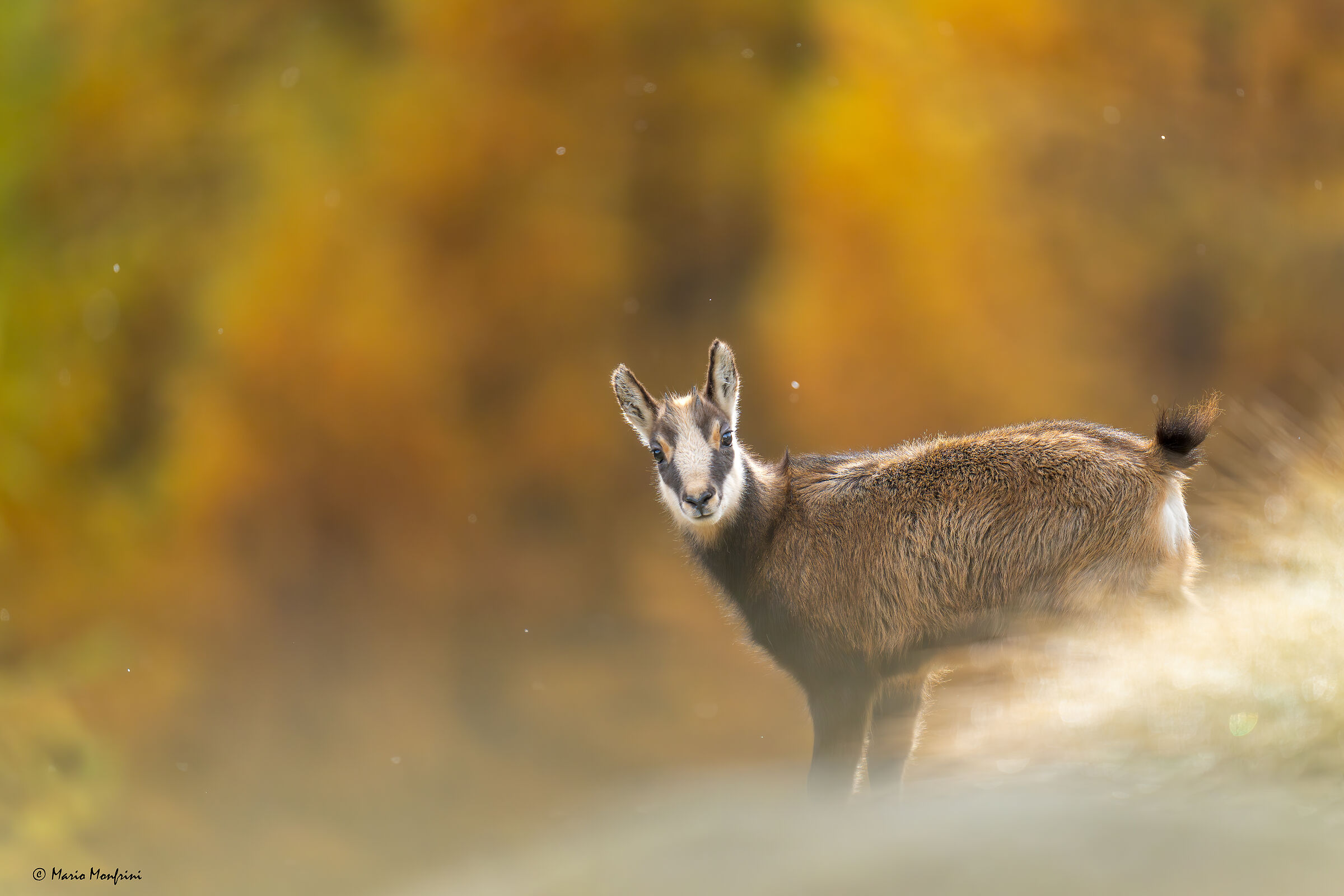 Young suede and autumn