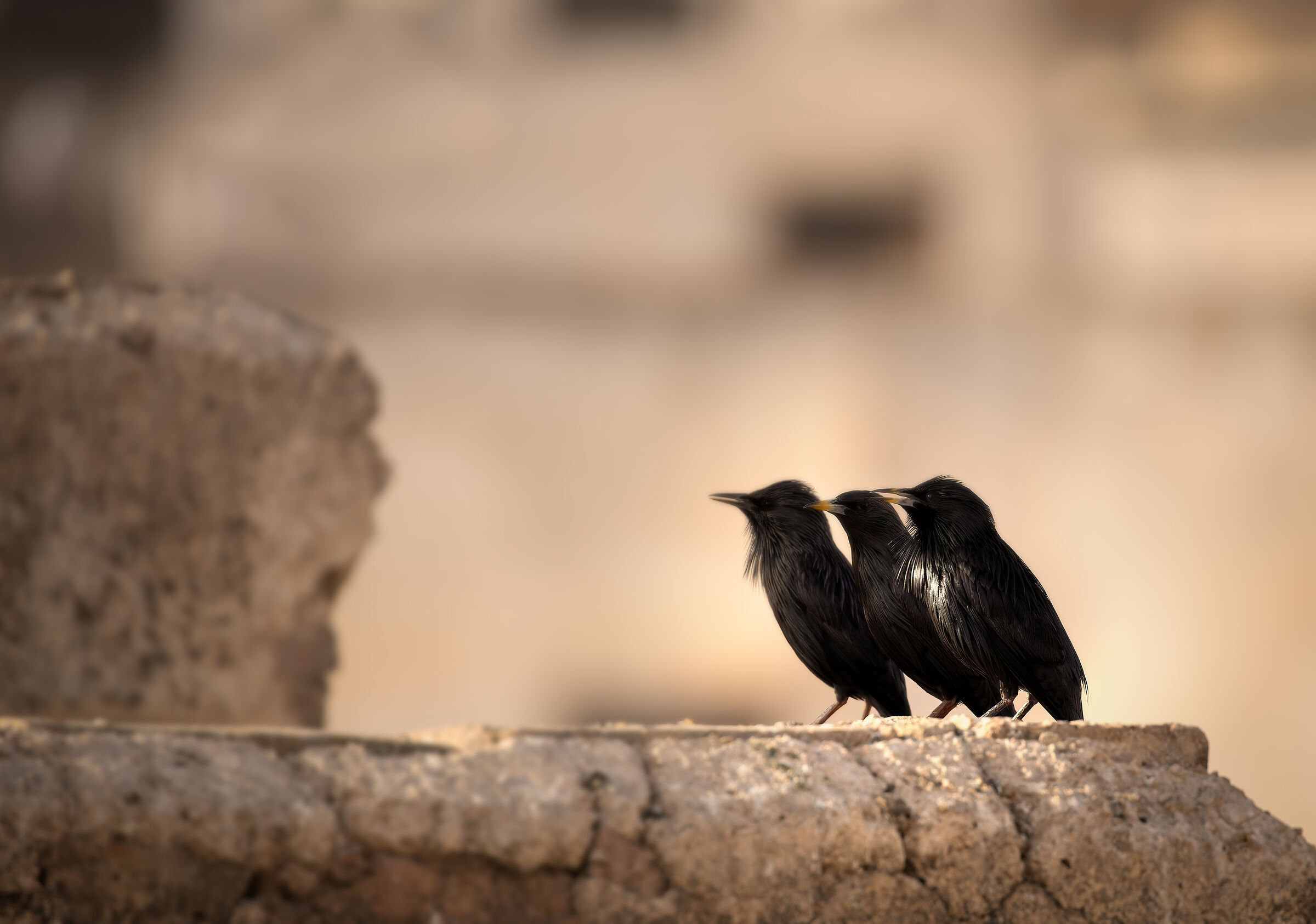 I tre...tenori (storno nero)