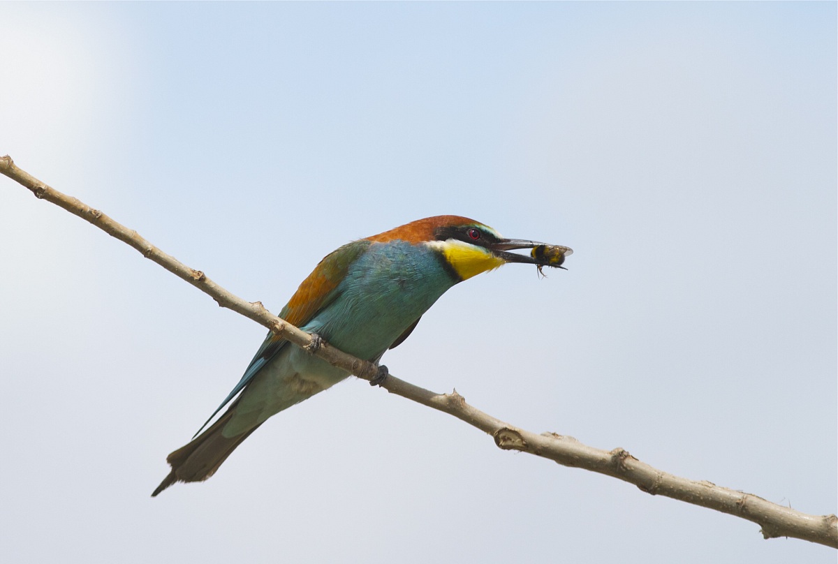 bee-eater