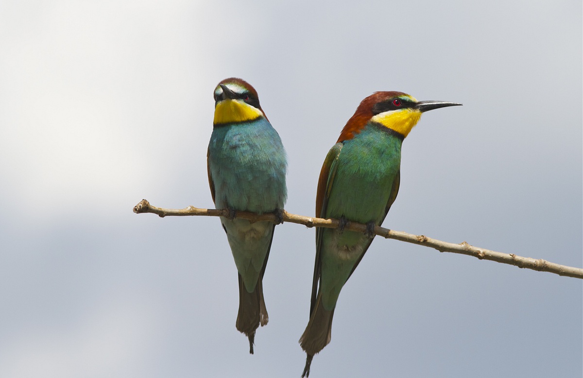 bee-eaters
