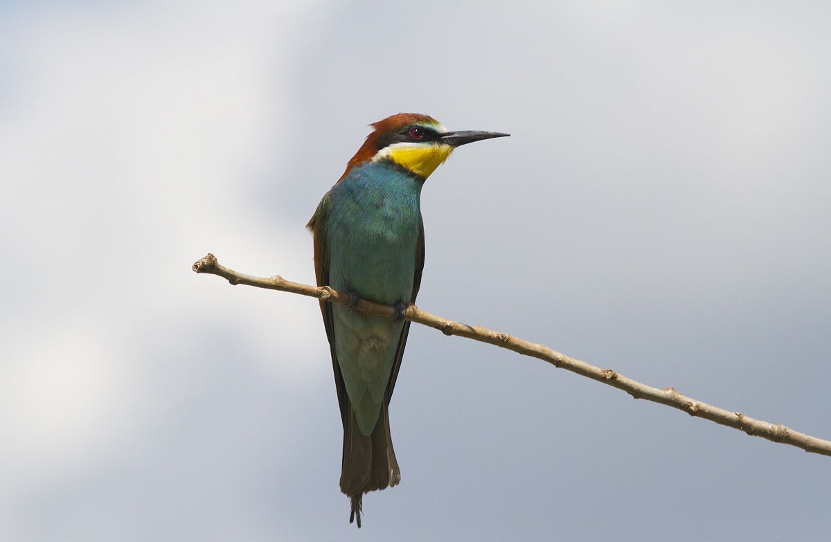 bee-eater