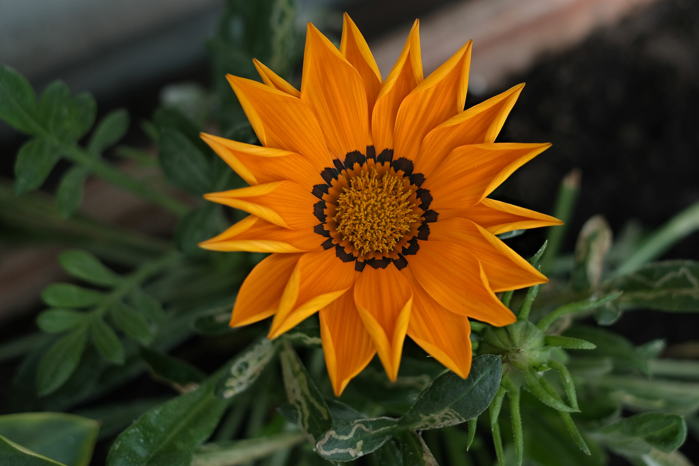 Gazania