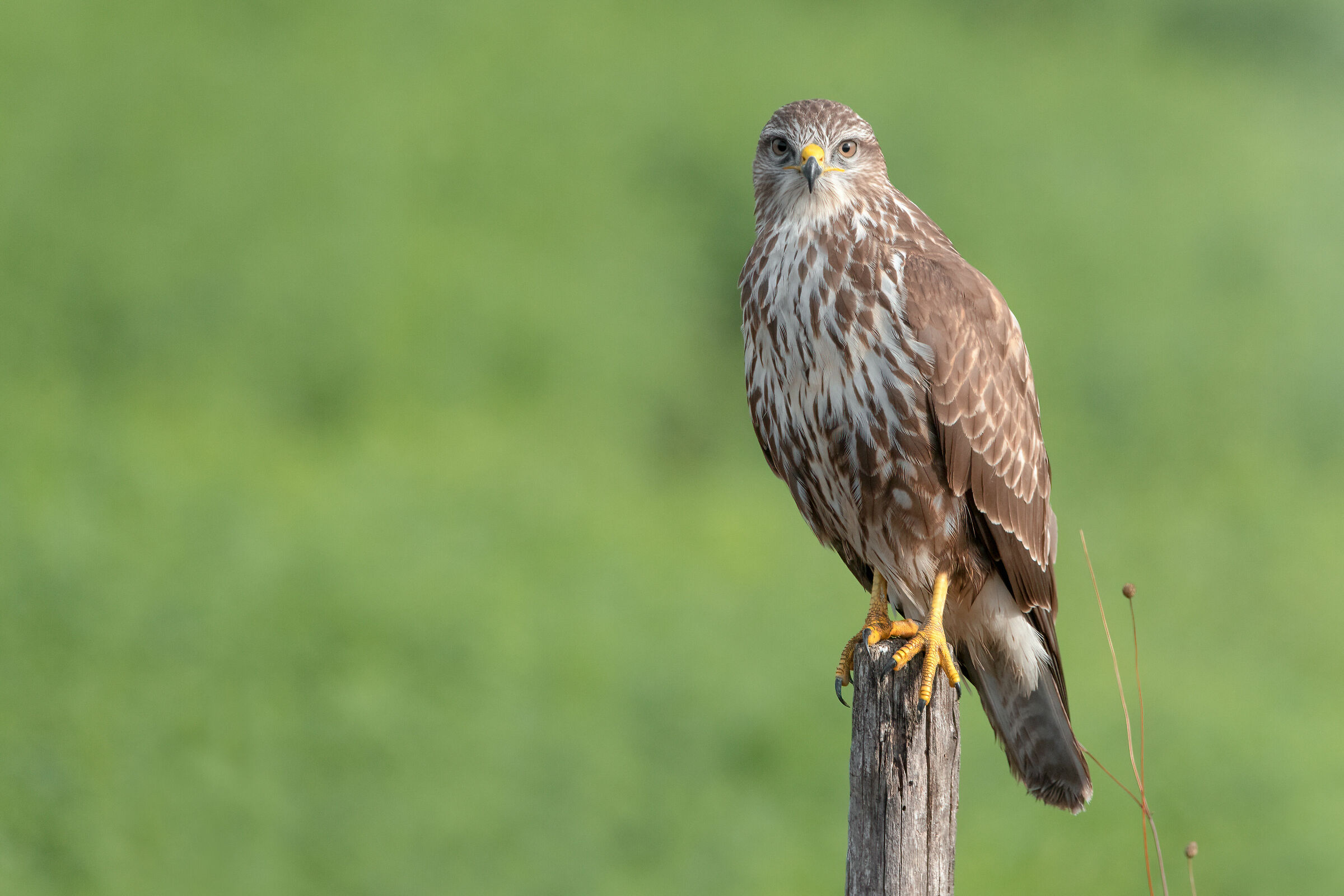 Poiana / Common buzzard (October 2023 - Tuscany)