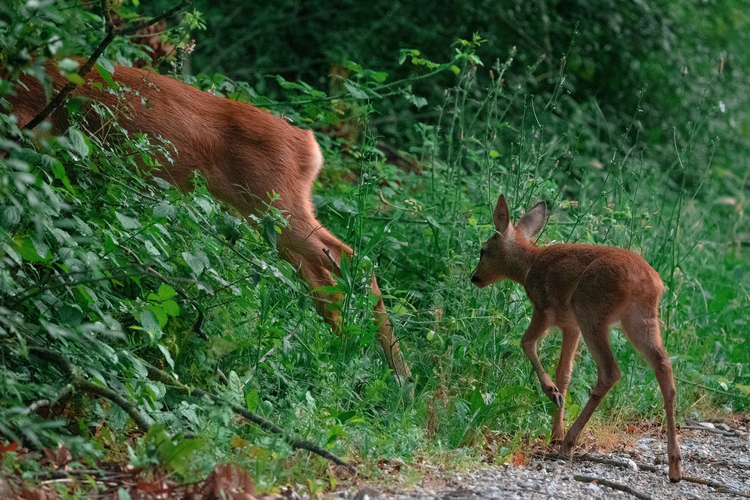 Follow me (Roe deer with offspring)