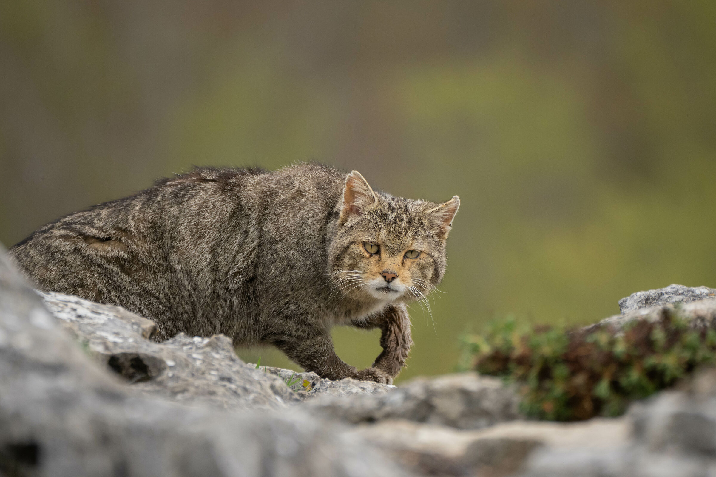 wild cat
