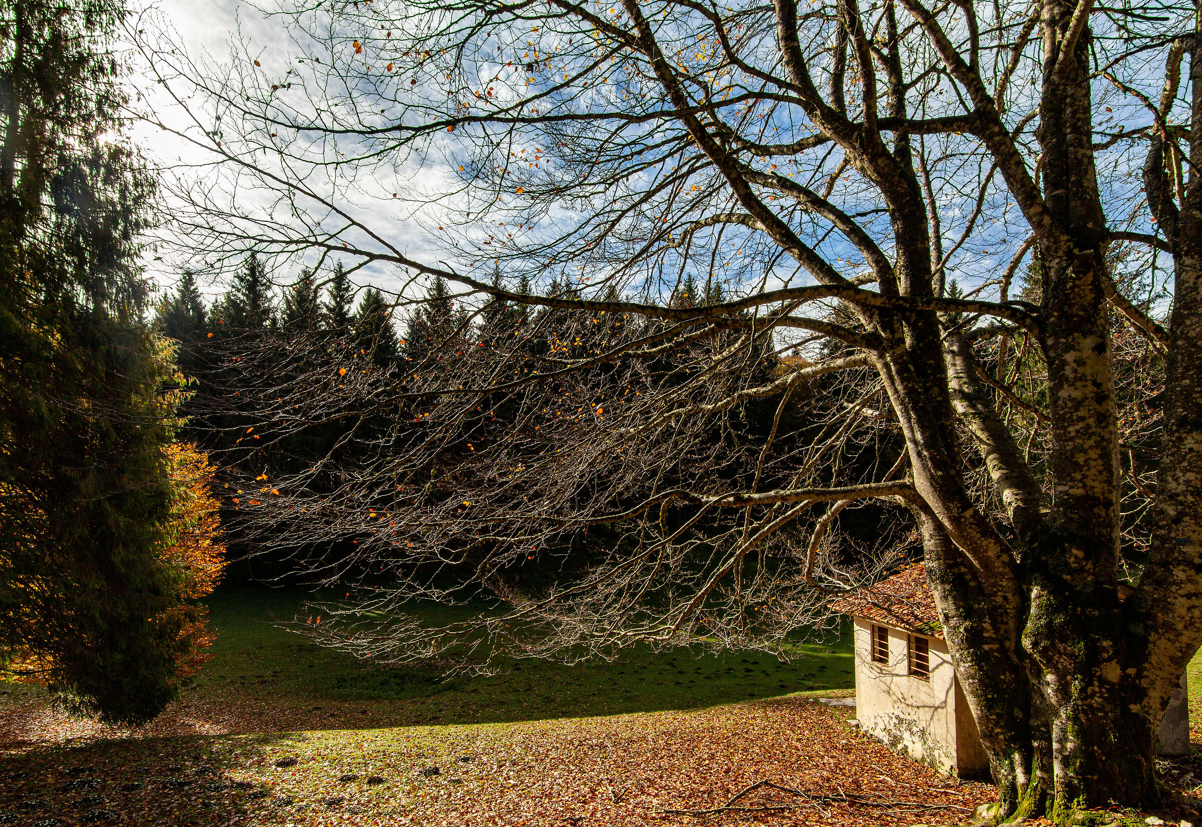 Sguardi d'autunno in Cansiglio.