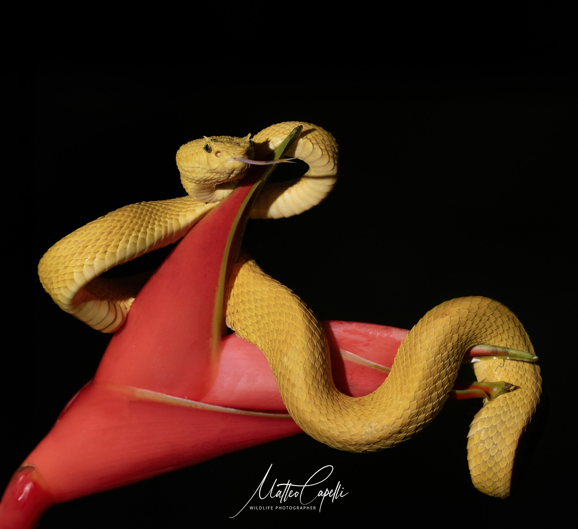 bothriechis schlegelii " Eyelash viper "
