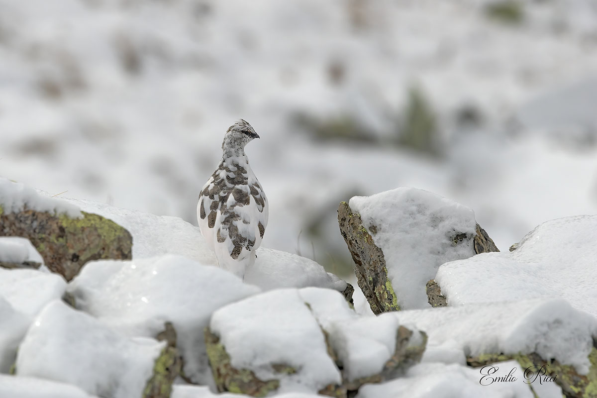 Ptarmigan