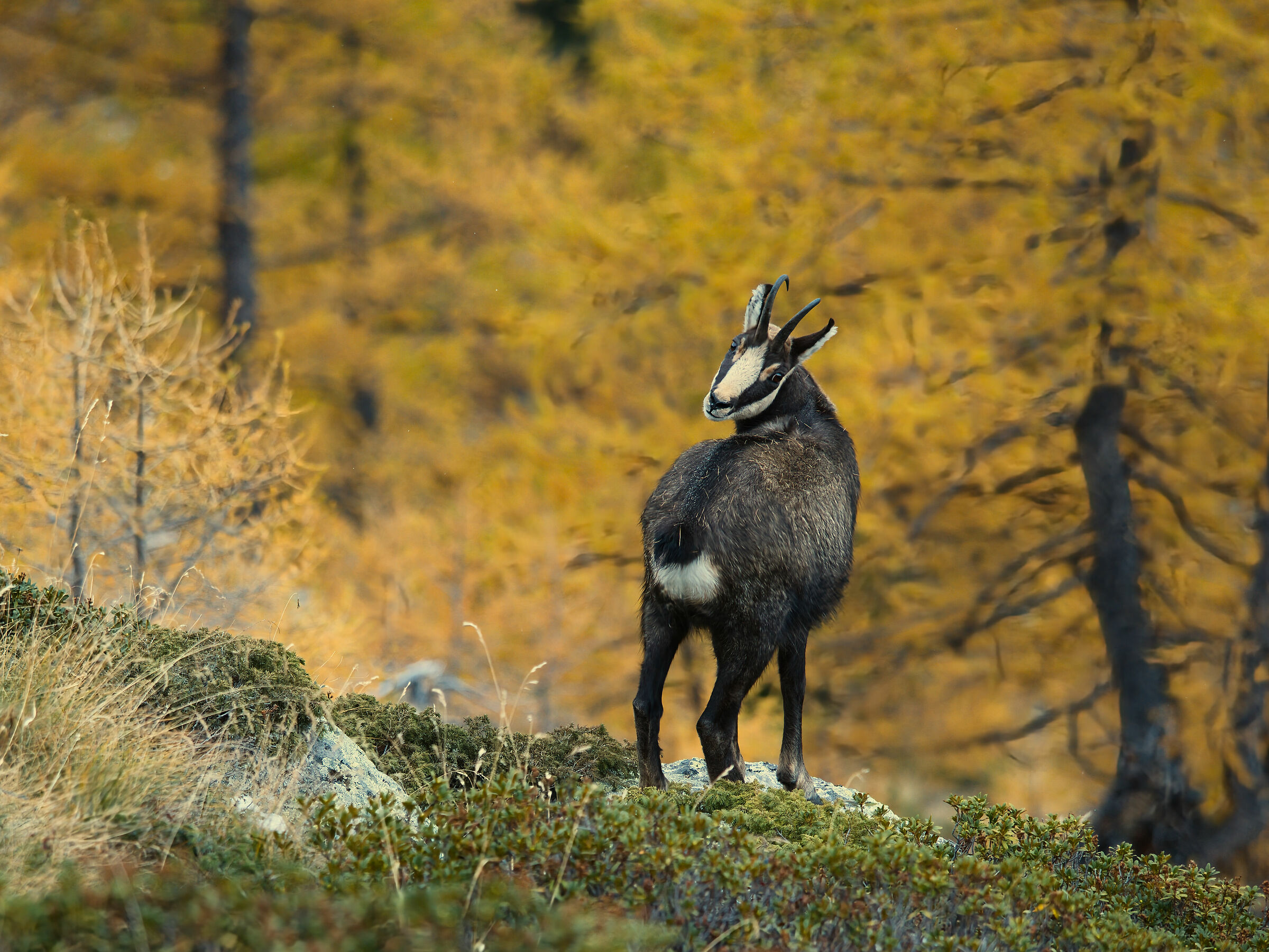 Camoscio in Valsavarenche
