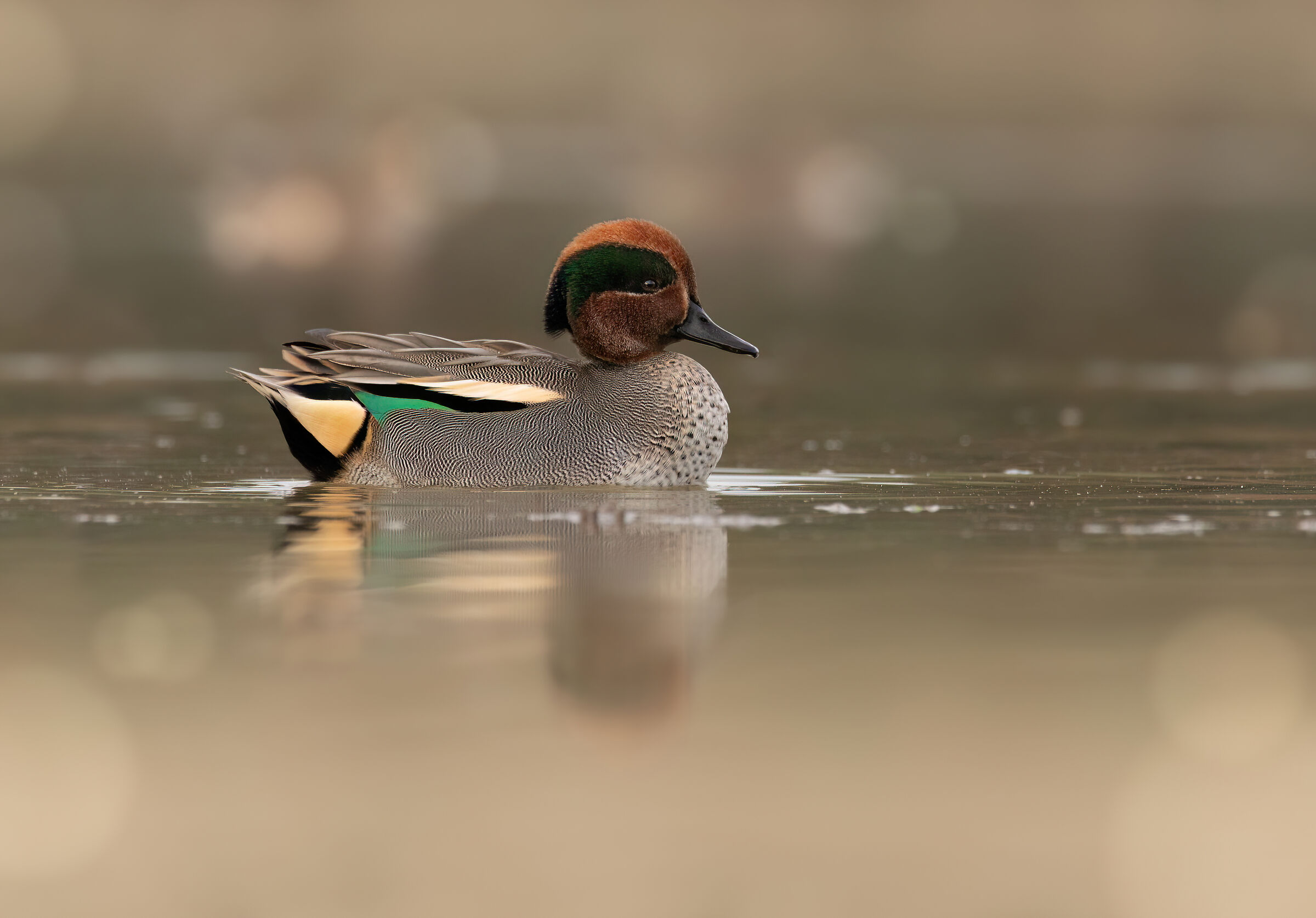 Teal at sunrise