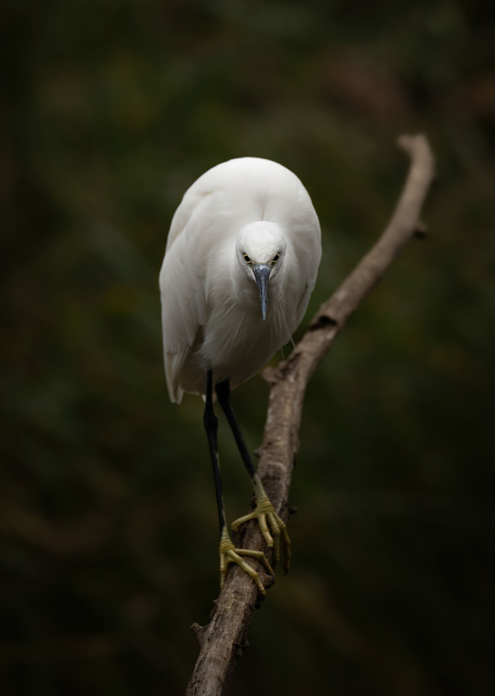 Face to face with the egret