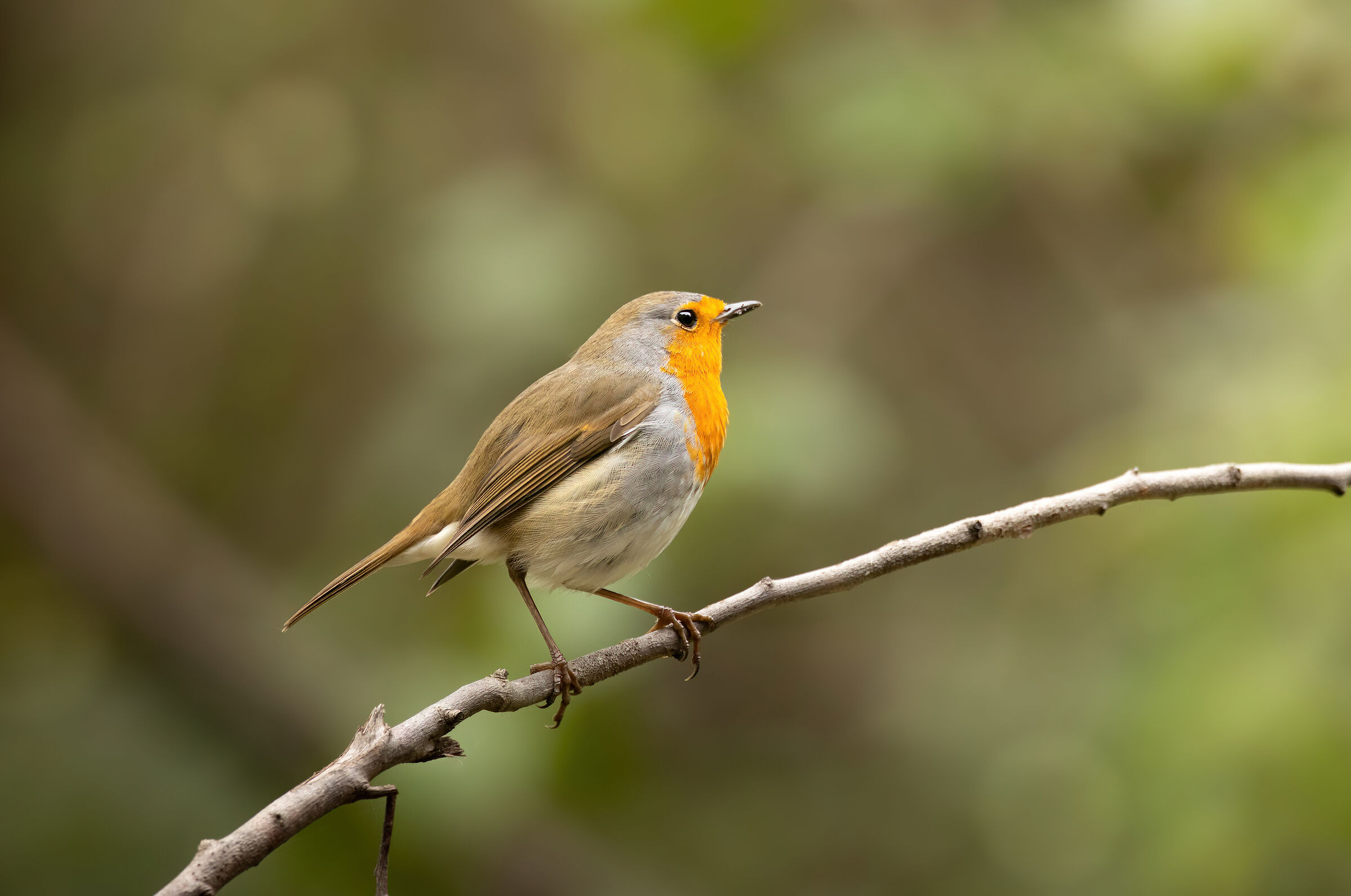 The Singer