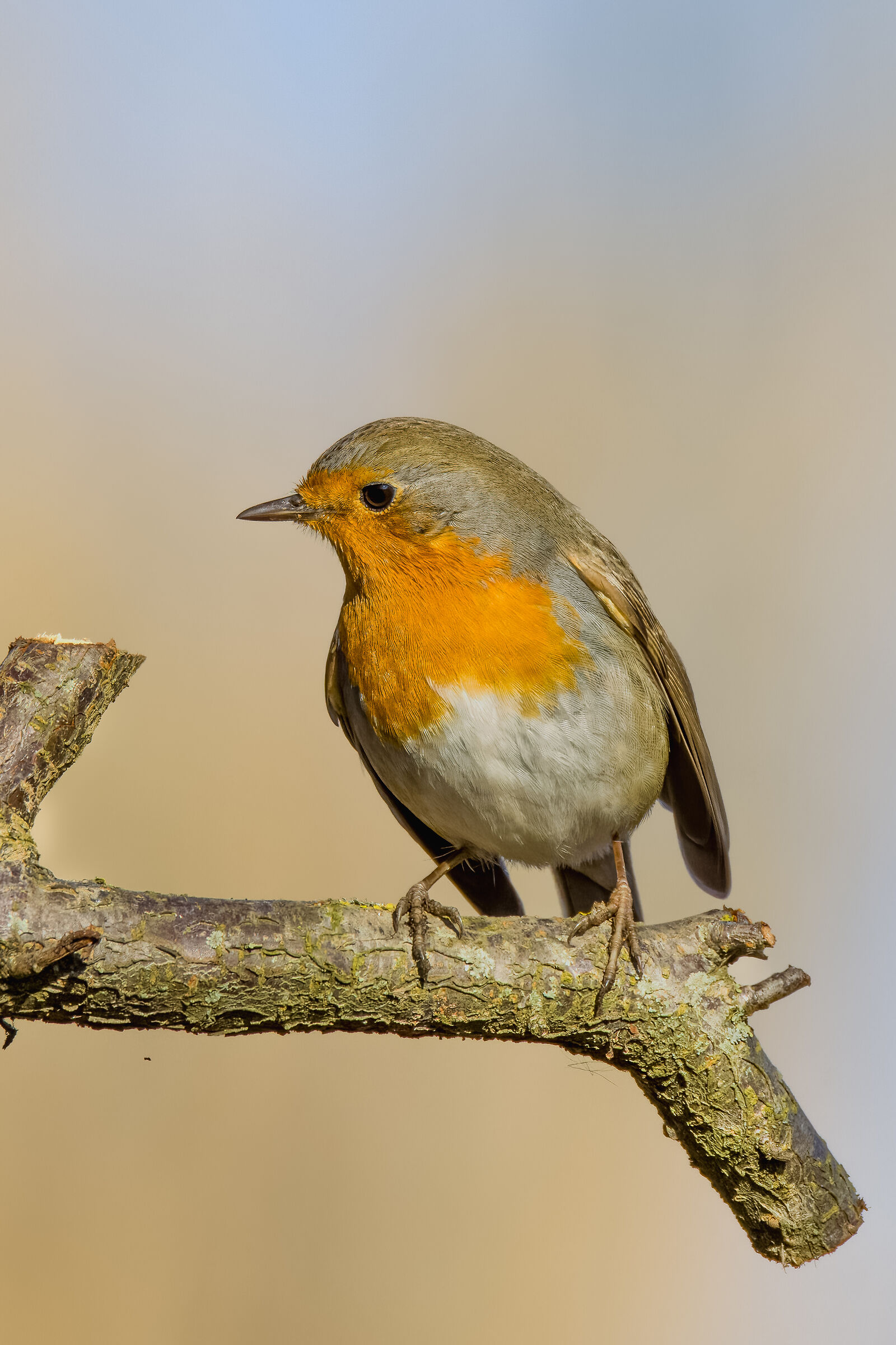 Robin