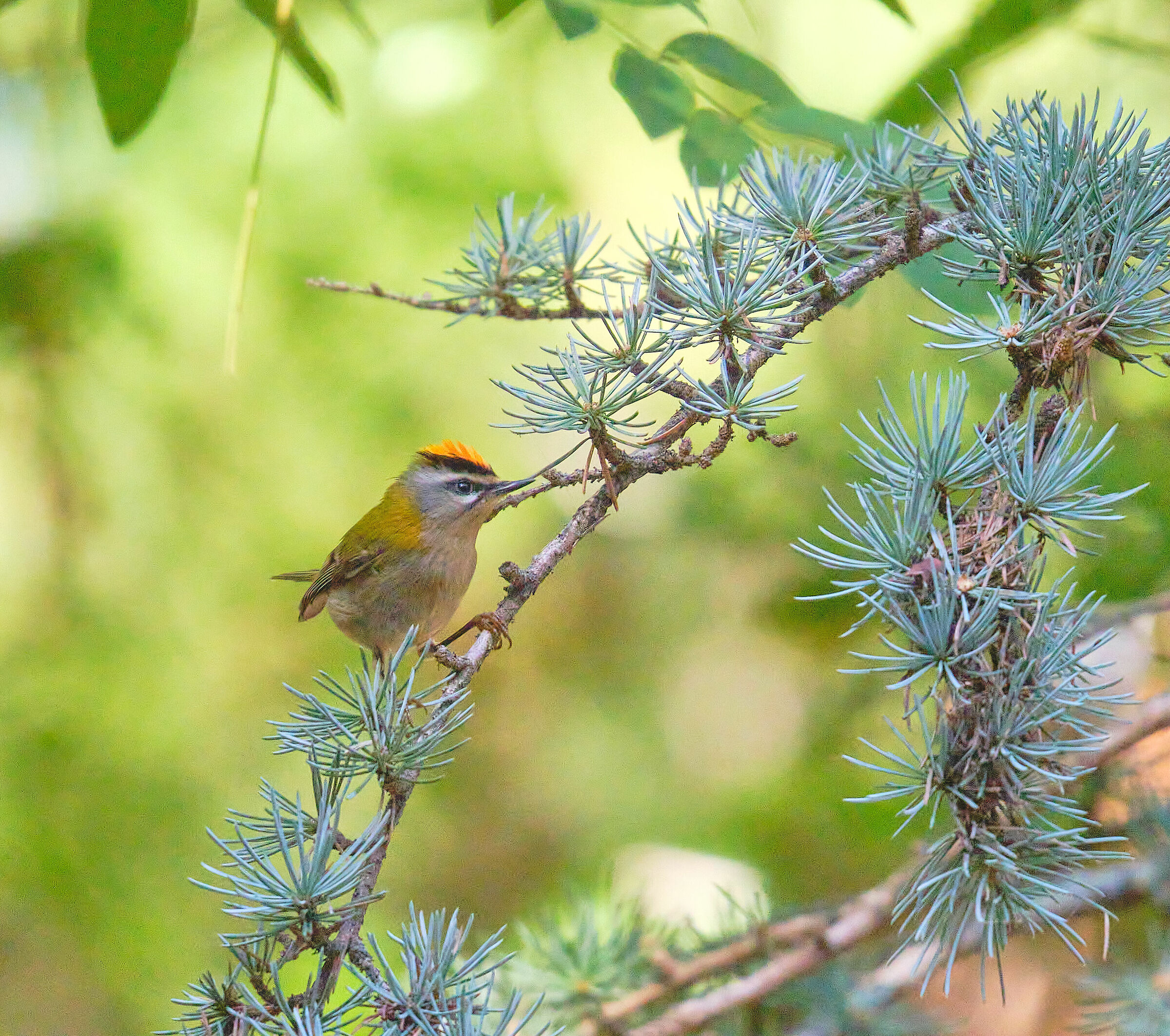 Firecrest