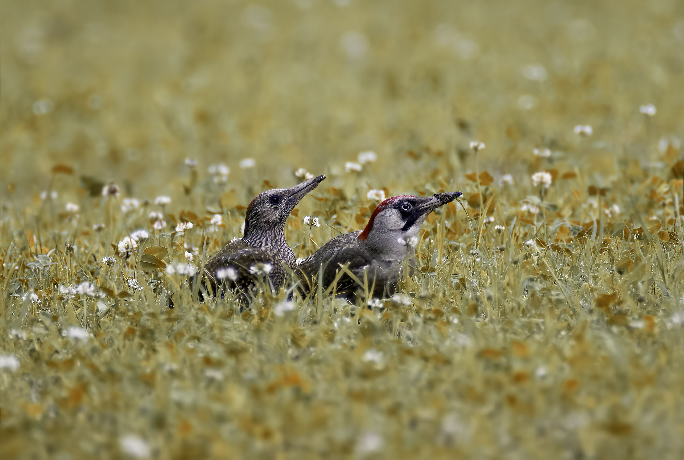 Picchio verde con prole