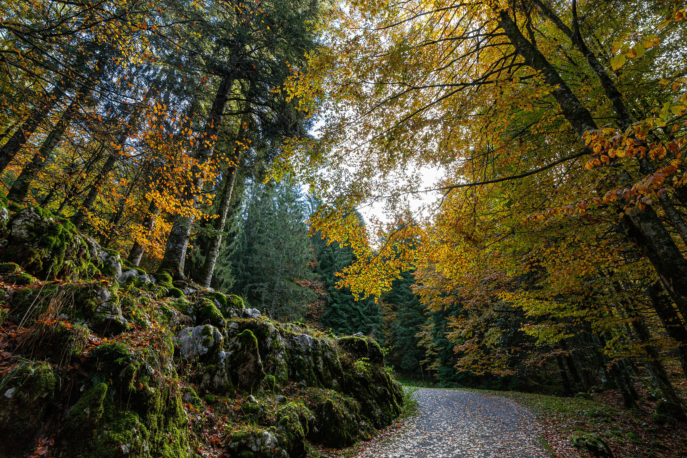 Verso bosco Candaglia, Cansiglio in autunno.