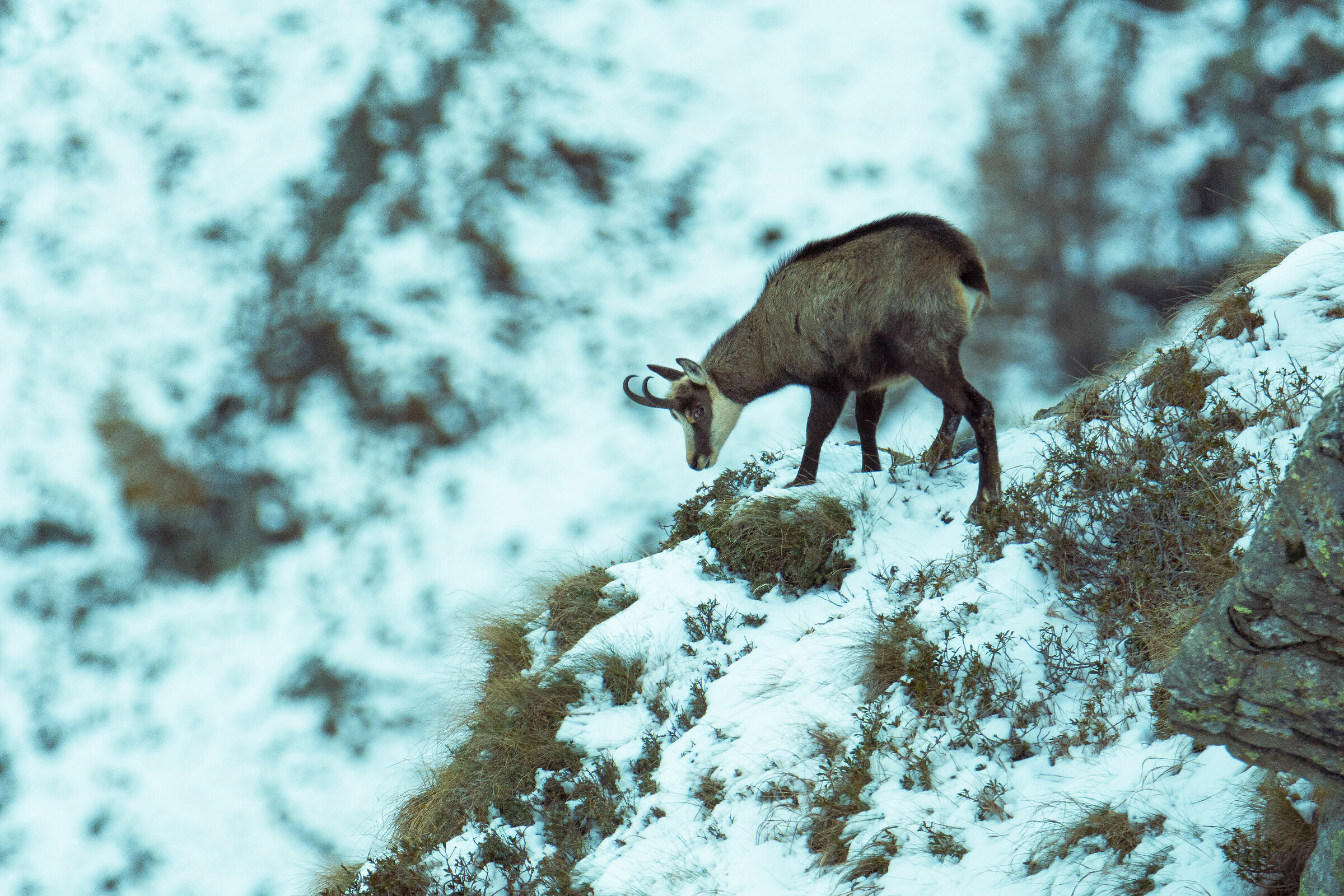 Camoscio sulla prima neve