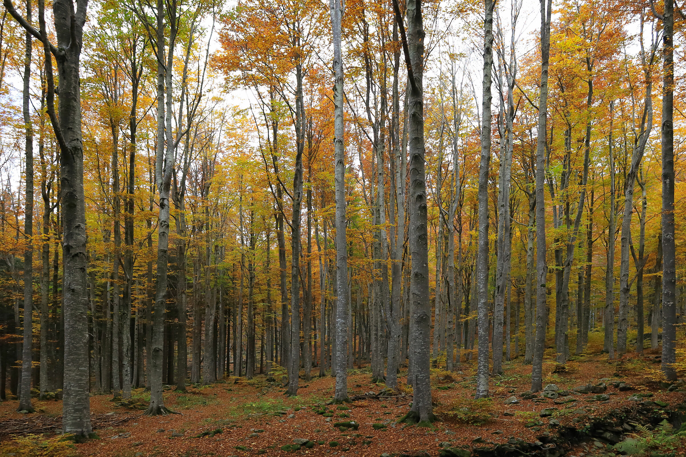 Autunno nei boschi di Corniglio