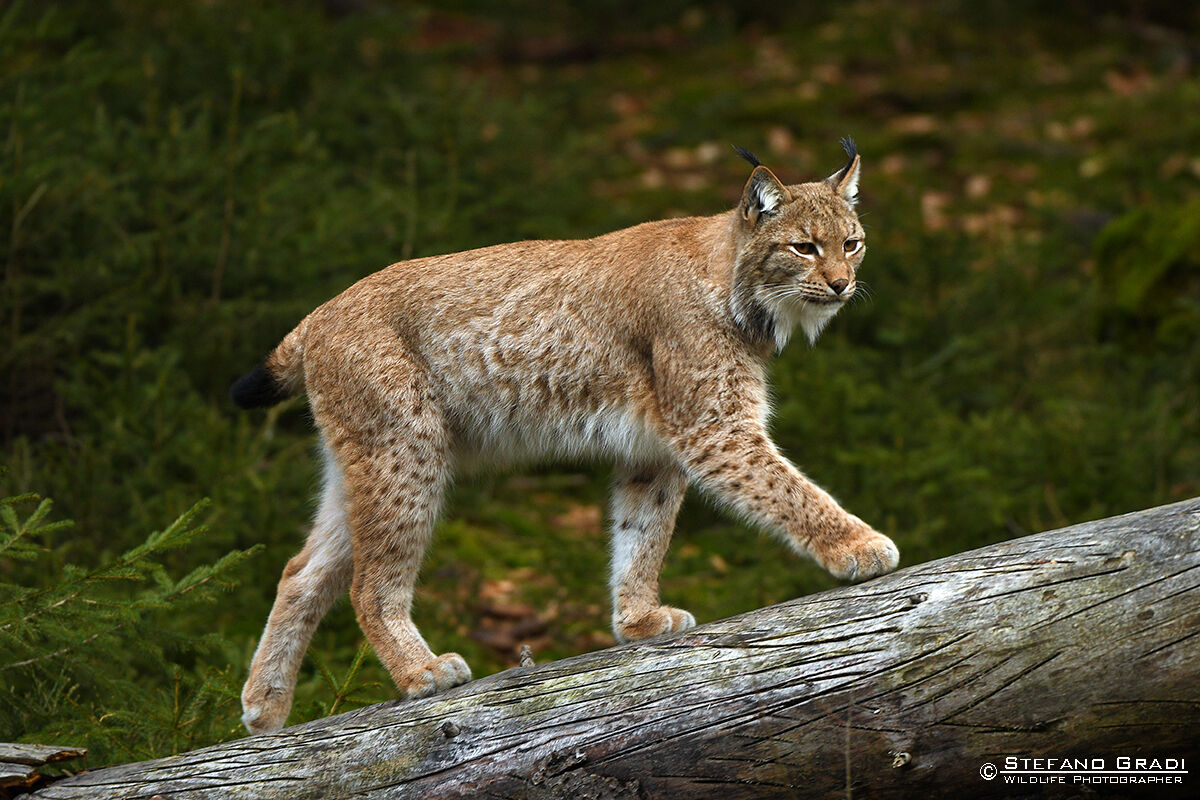 Lince